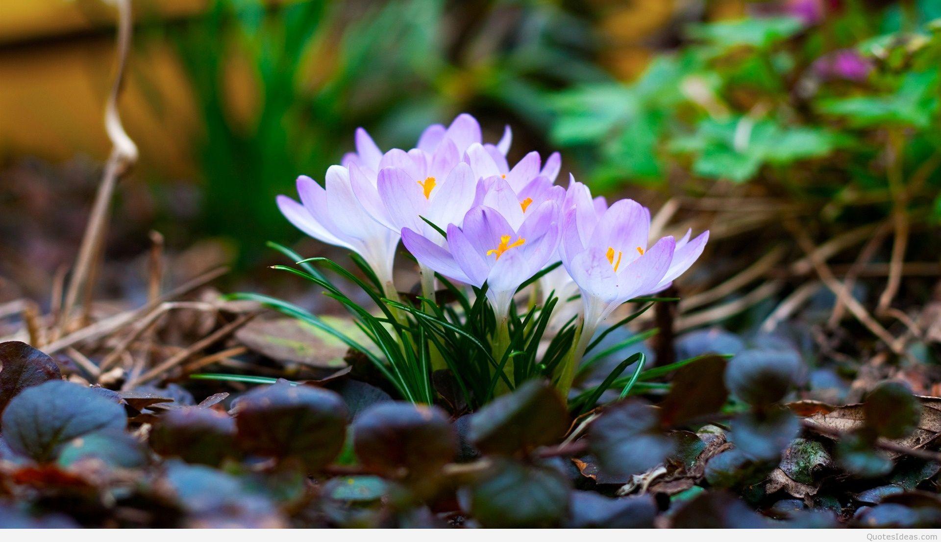 1920x1107 Spring Wallpaper 1080p
