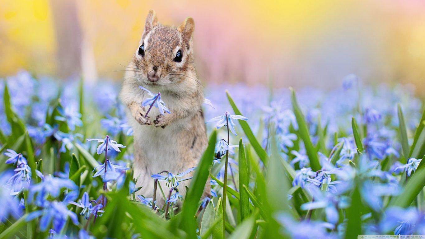 1366x768 Springtime Animals Wallpaper. Wallpaper HD Quality