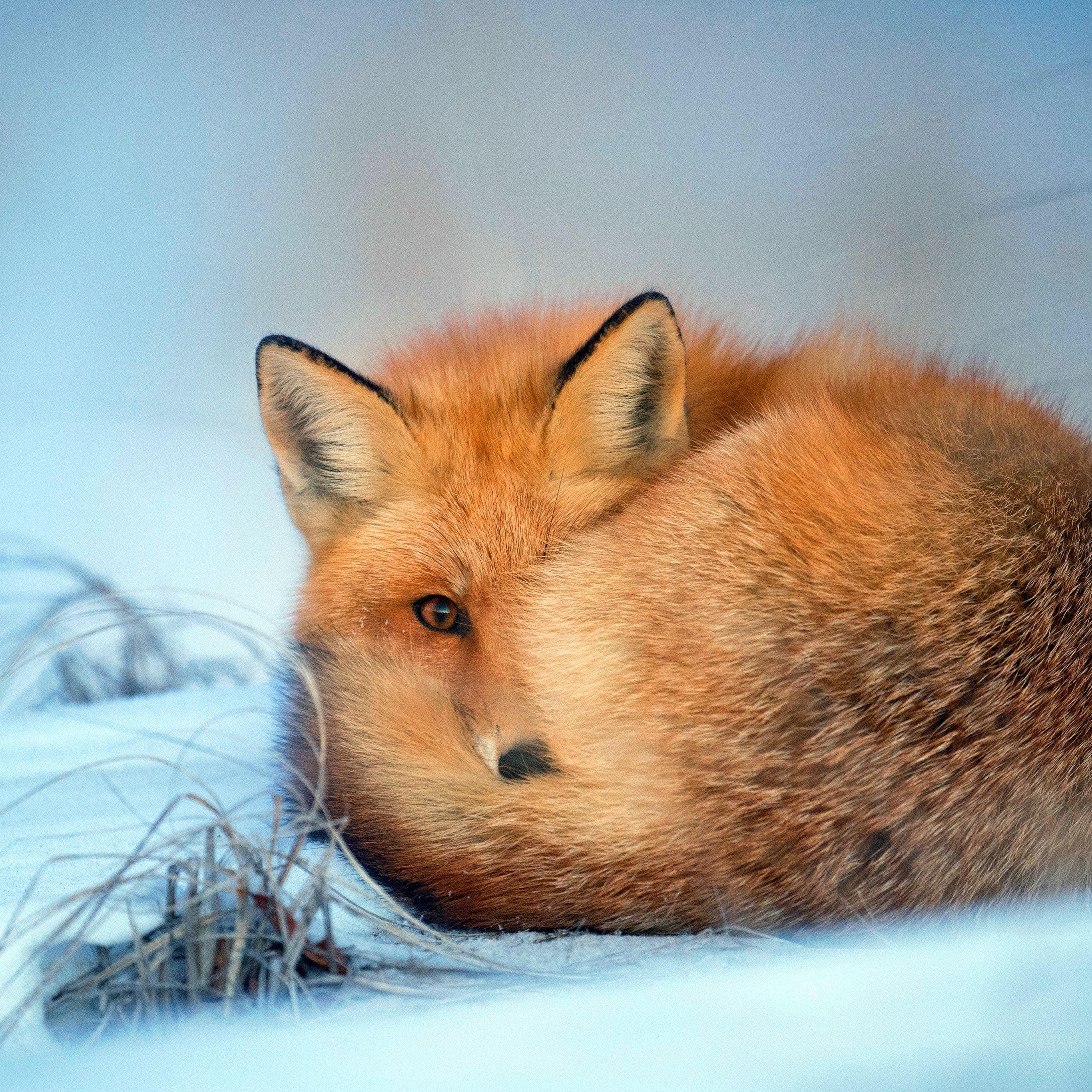 2732x2732 Fox Cold Winter Red Nature Animal Wallpaper