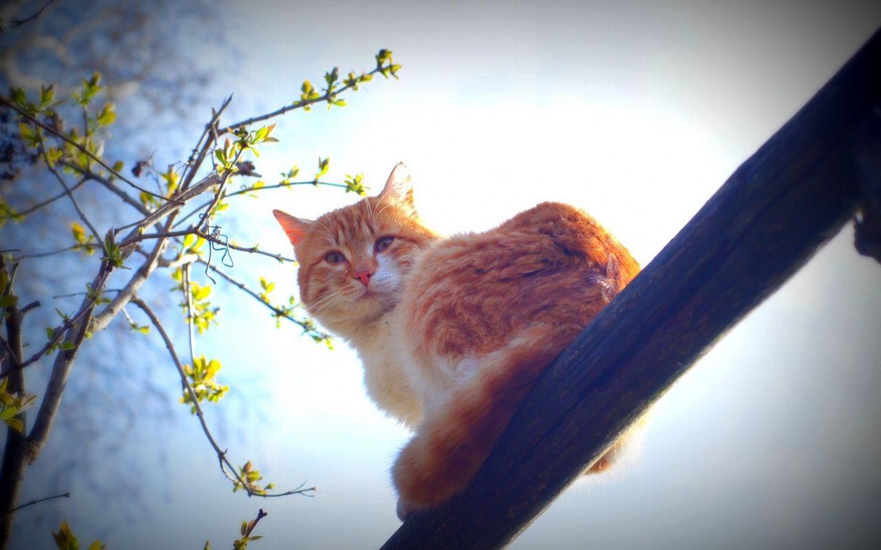 1280x800 Download wallpaper 1280x800 spring, cat, animal, nature, morning