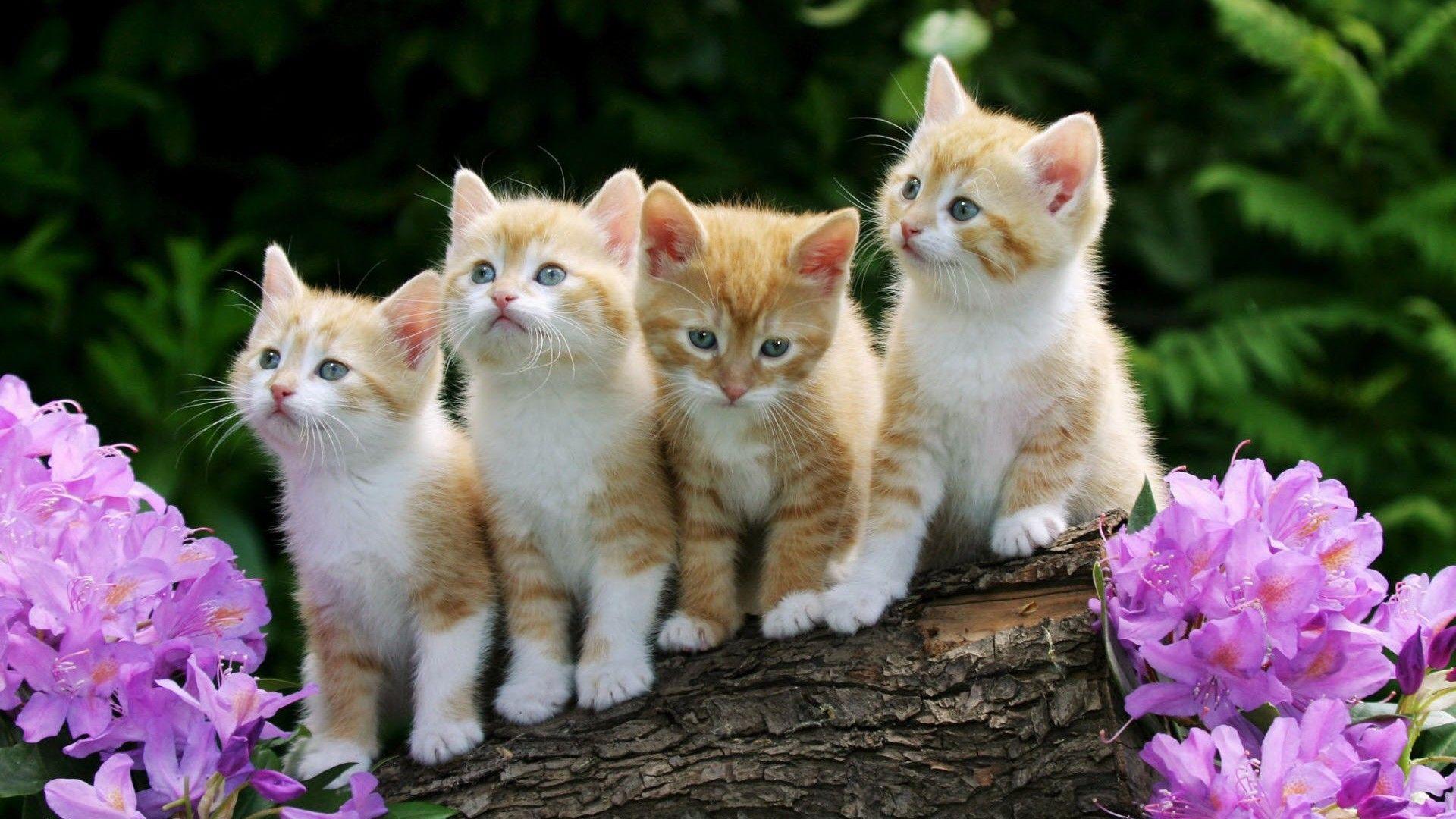 1920x1080 Wallpaper Cute Spring Cute Wallpaper