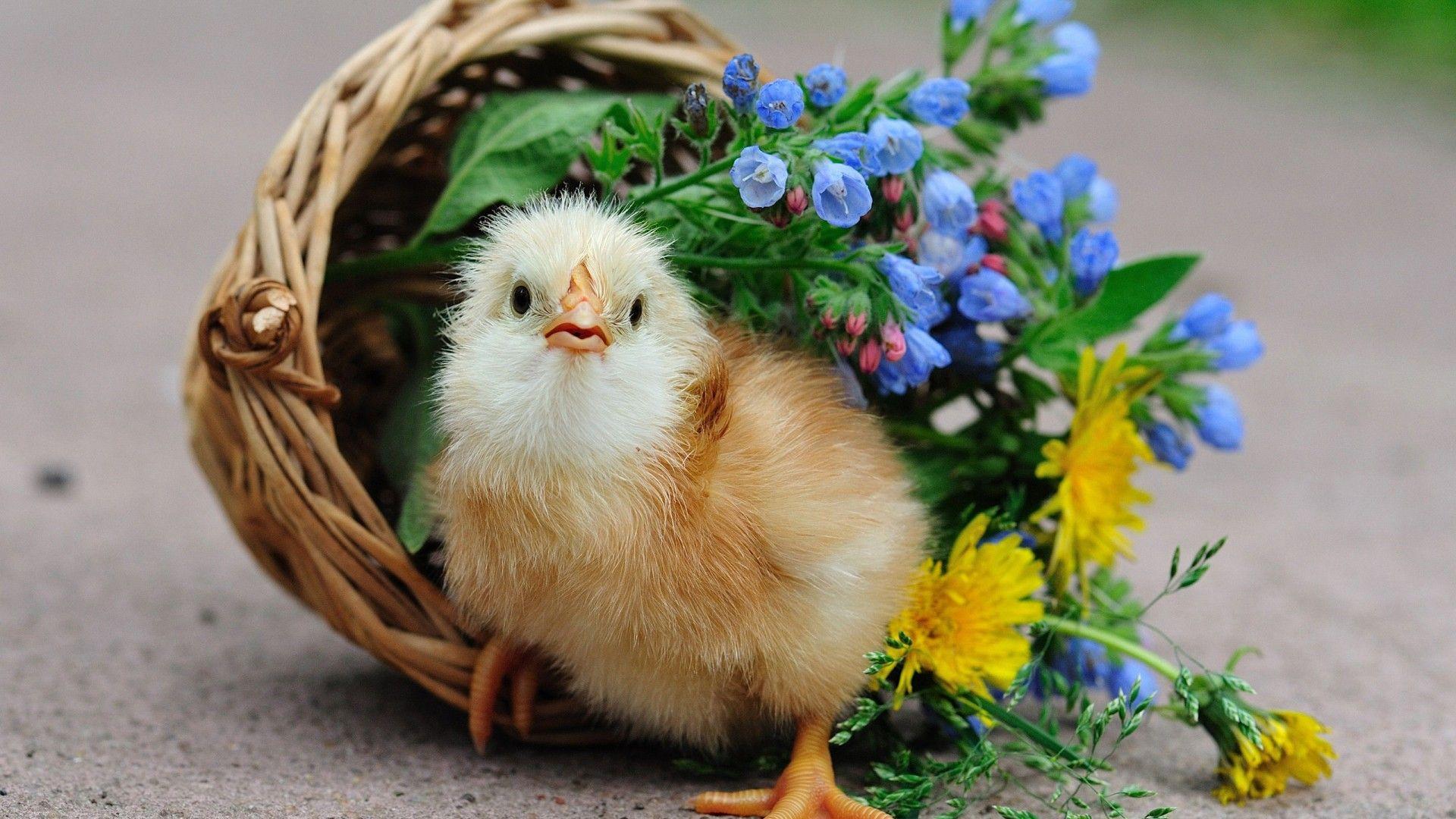 1920x1080 Flower High Definition Wallpaper Free Download Animal