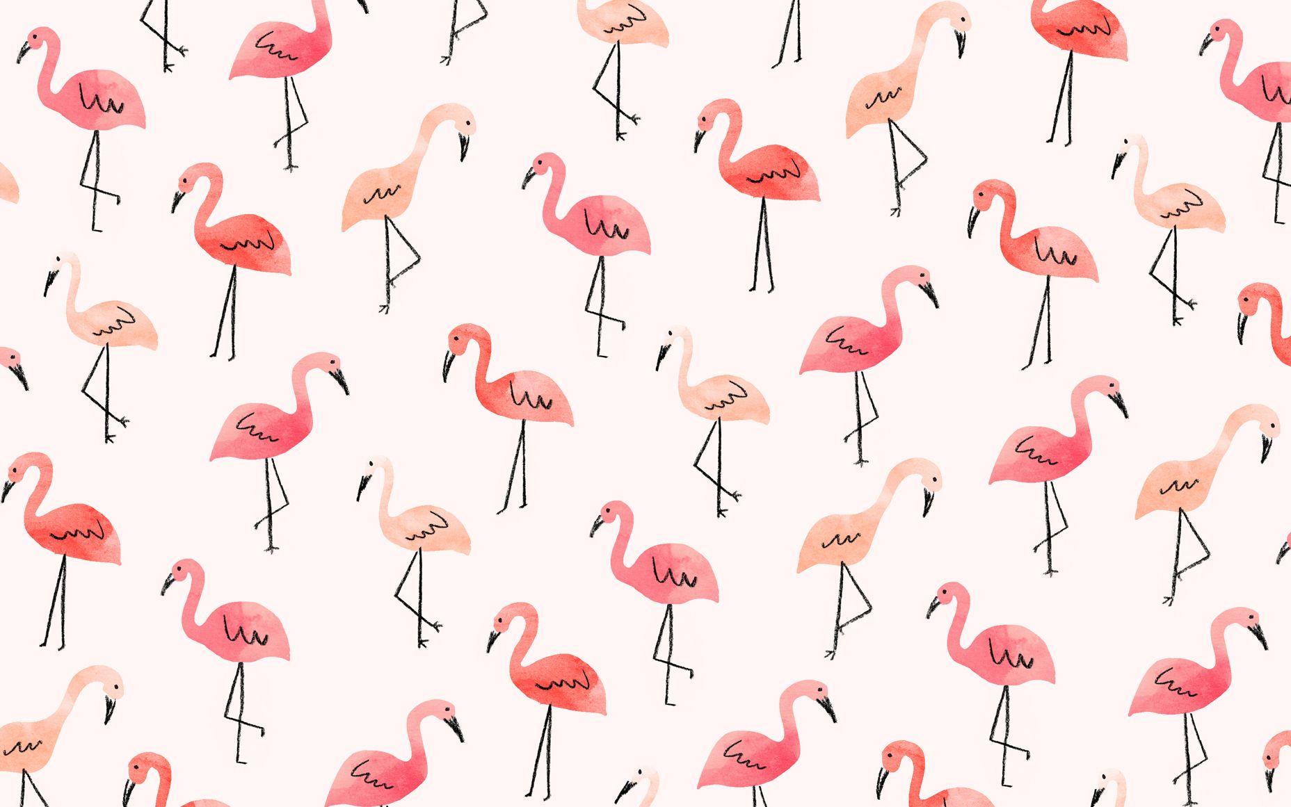 1856x1161 Flamingo Wallpaper Cute Wallpaper For Girl