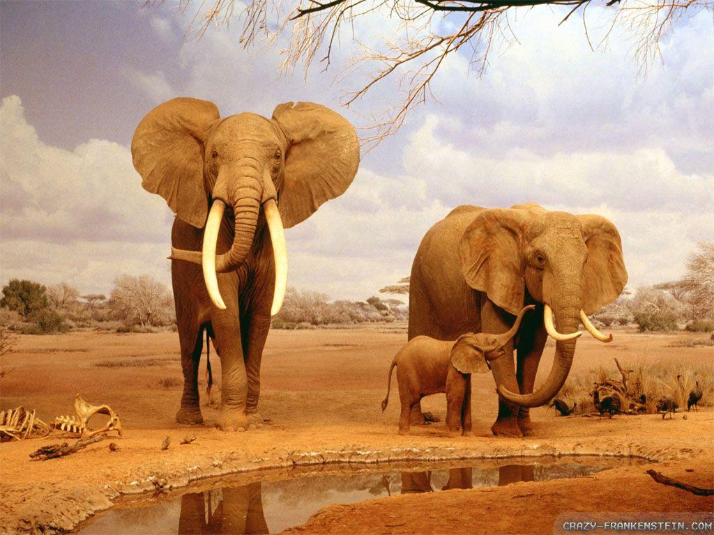 1024x768 Free download Summer Animals Wallpaper 1024x768 pixel Animal HD