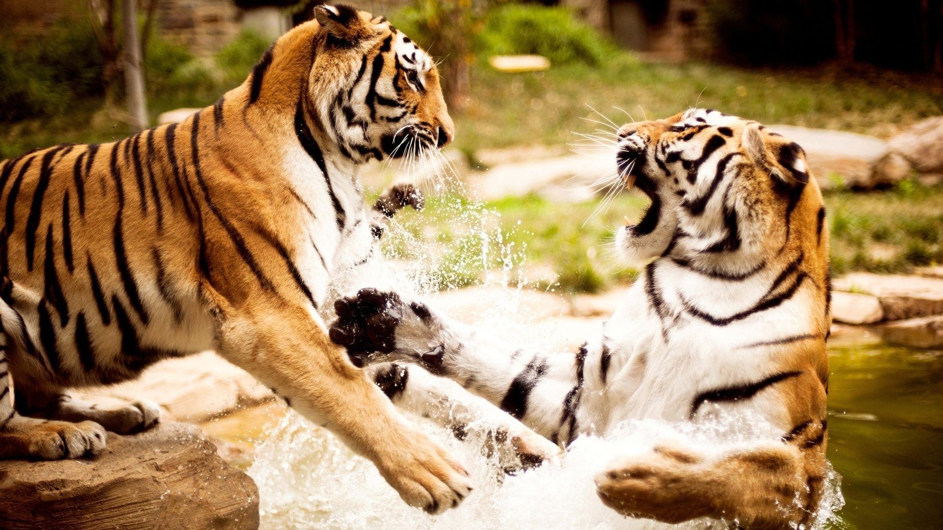 1920x1080 Wild Animals Wallpaper HD