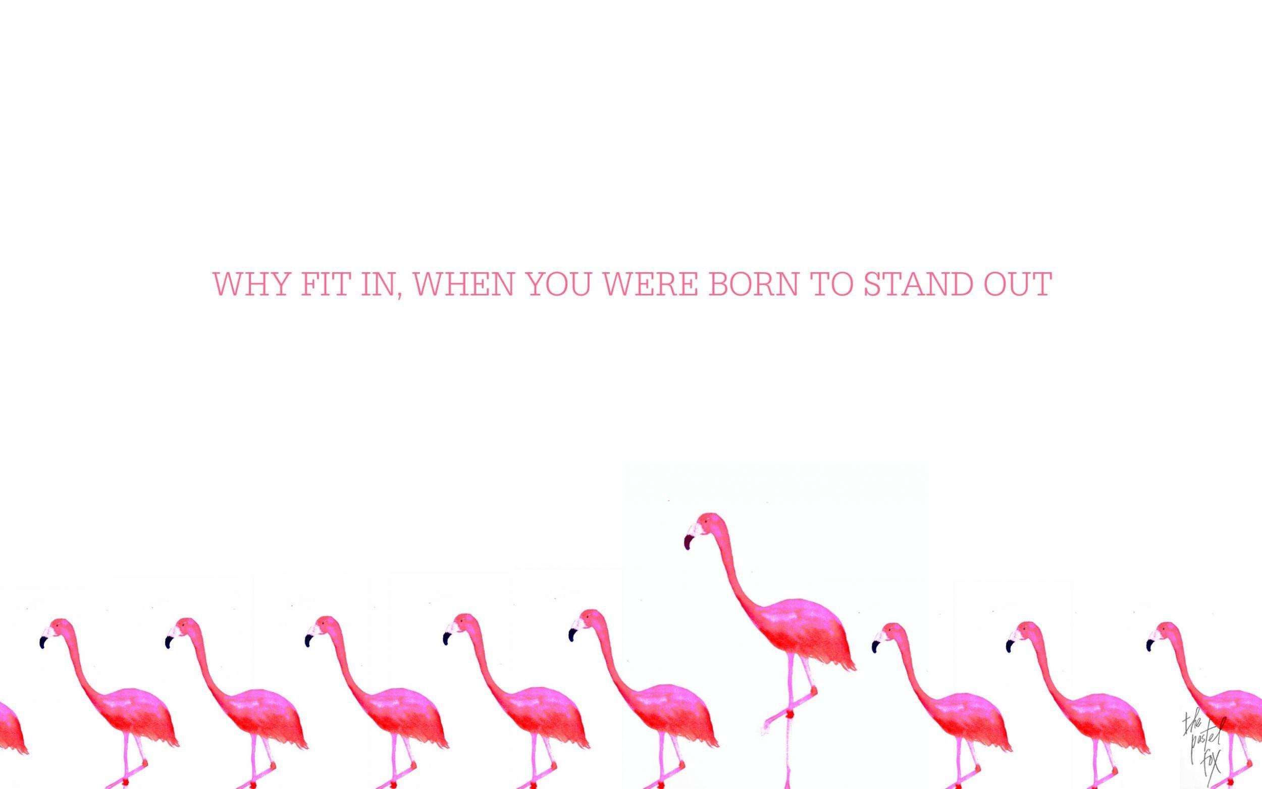 2500x1562 Flamingo Wallpaper, Hello Kitty Wallpaper, Summer Wallpaper