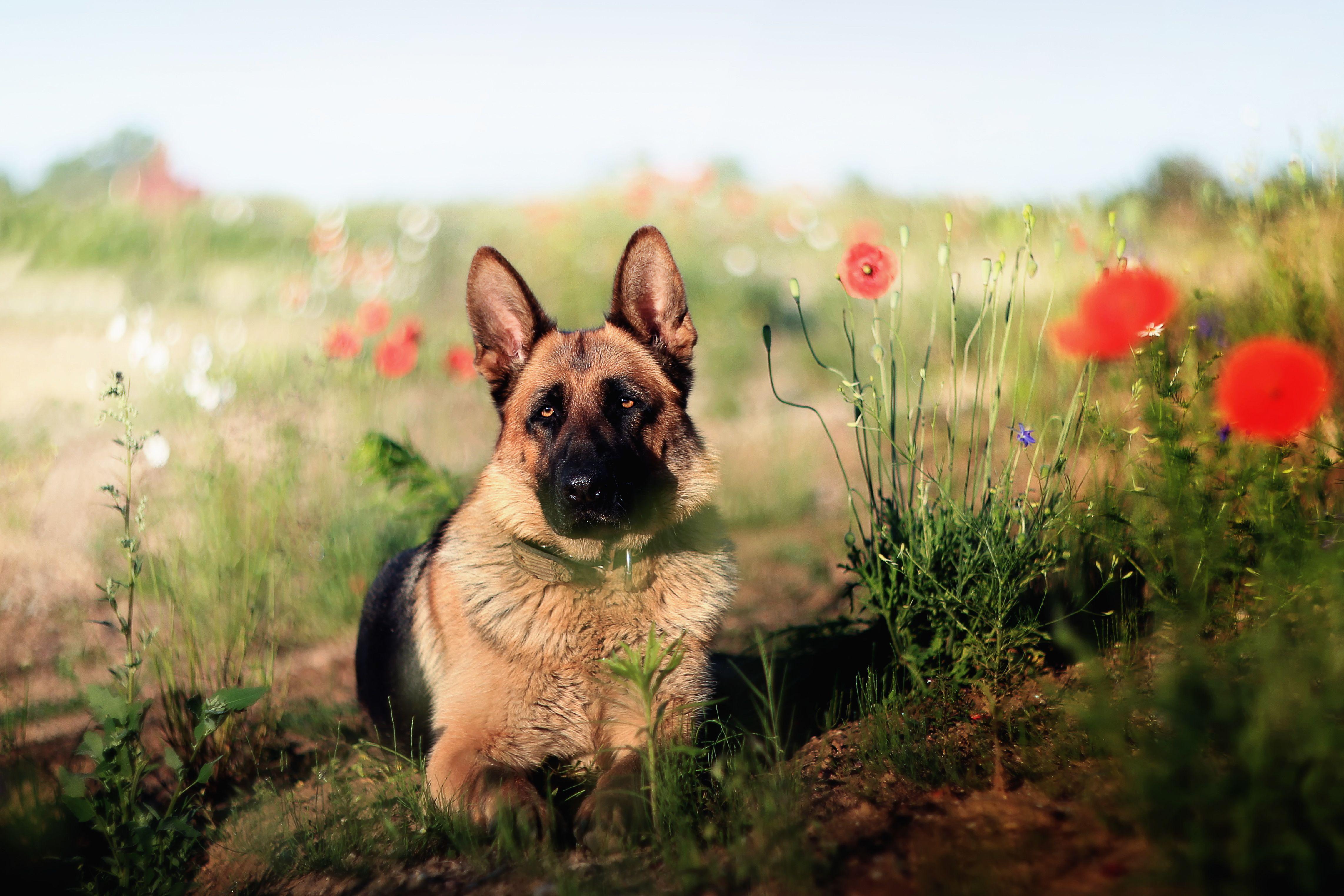 4570x3047 German Shepherd 4k Ultra HD Wallpaper. Background Image