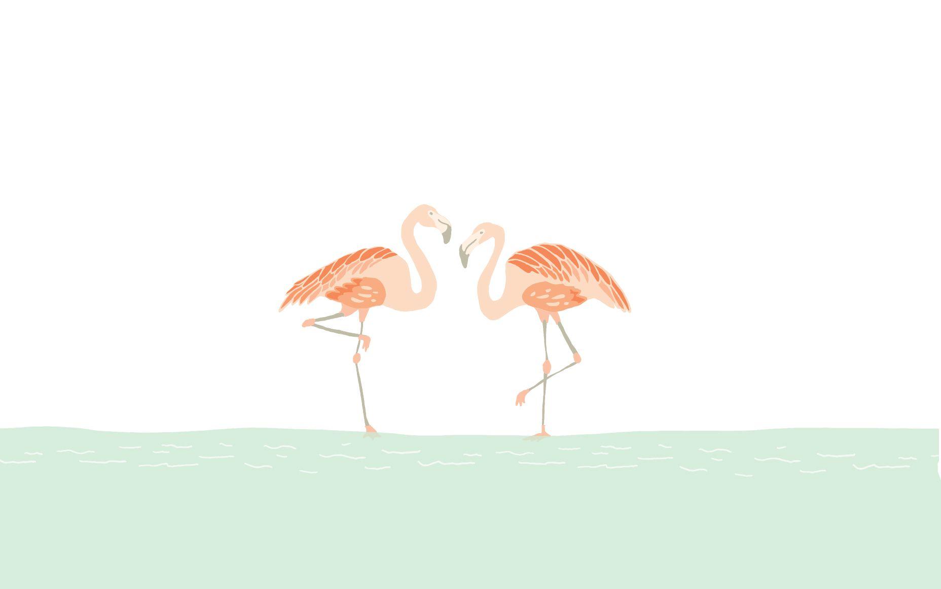 47 Flamingo Wallpaper for Computer  WallpaperSafari