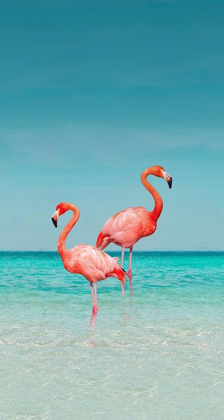 cute flamingo wallpaper
