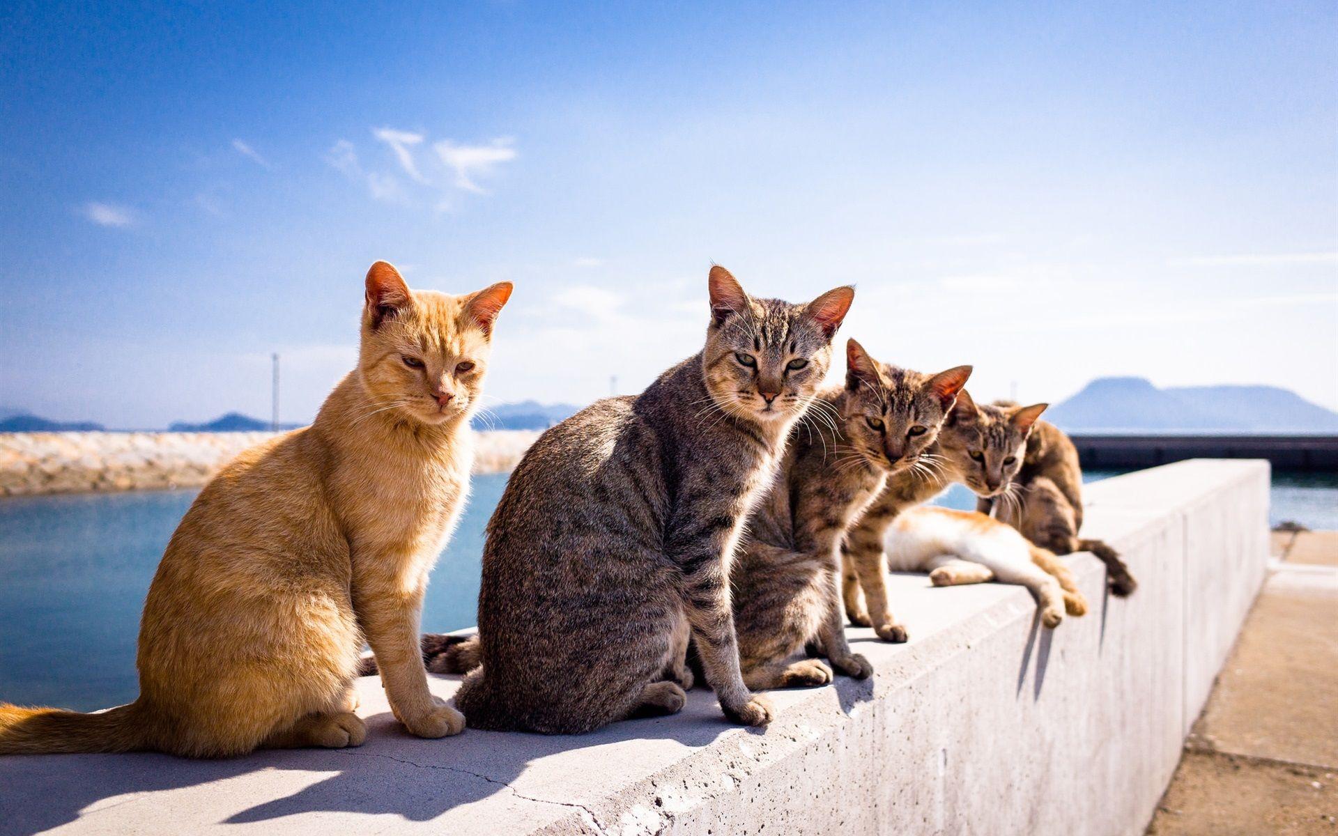 1920x1200 Summer Cat Wallpaper