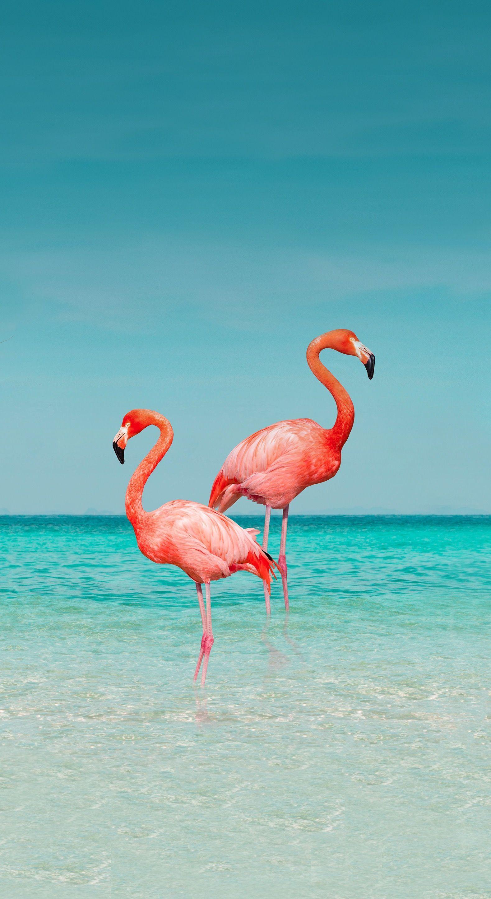 Summer Animal Wallpapers - Top Free Summer Animal Backgrounds