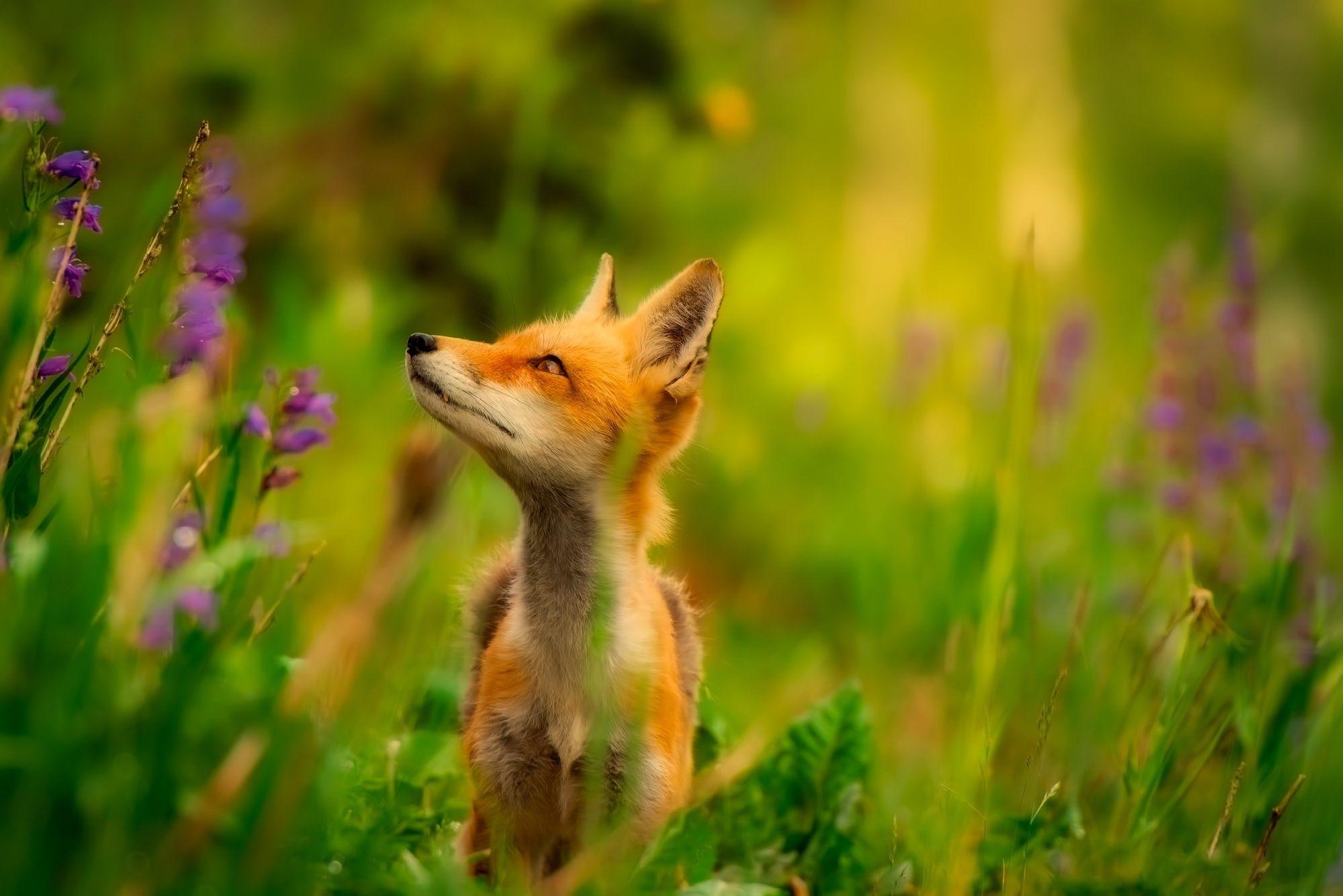 2000x1335 Wallpaper. Animals. photo. picture. Animal, Fox, Fox, nature