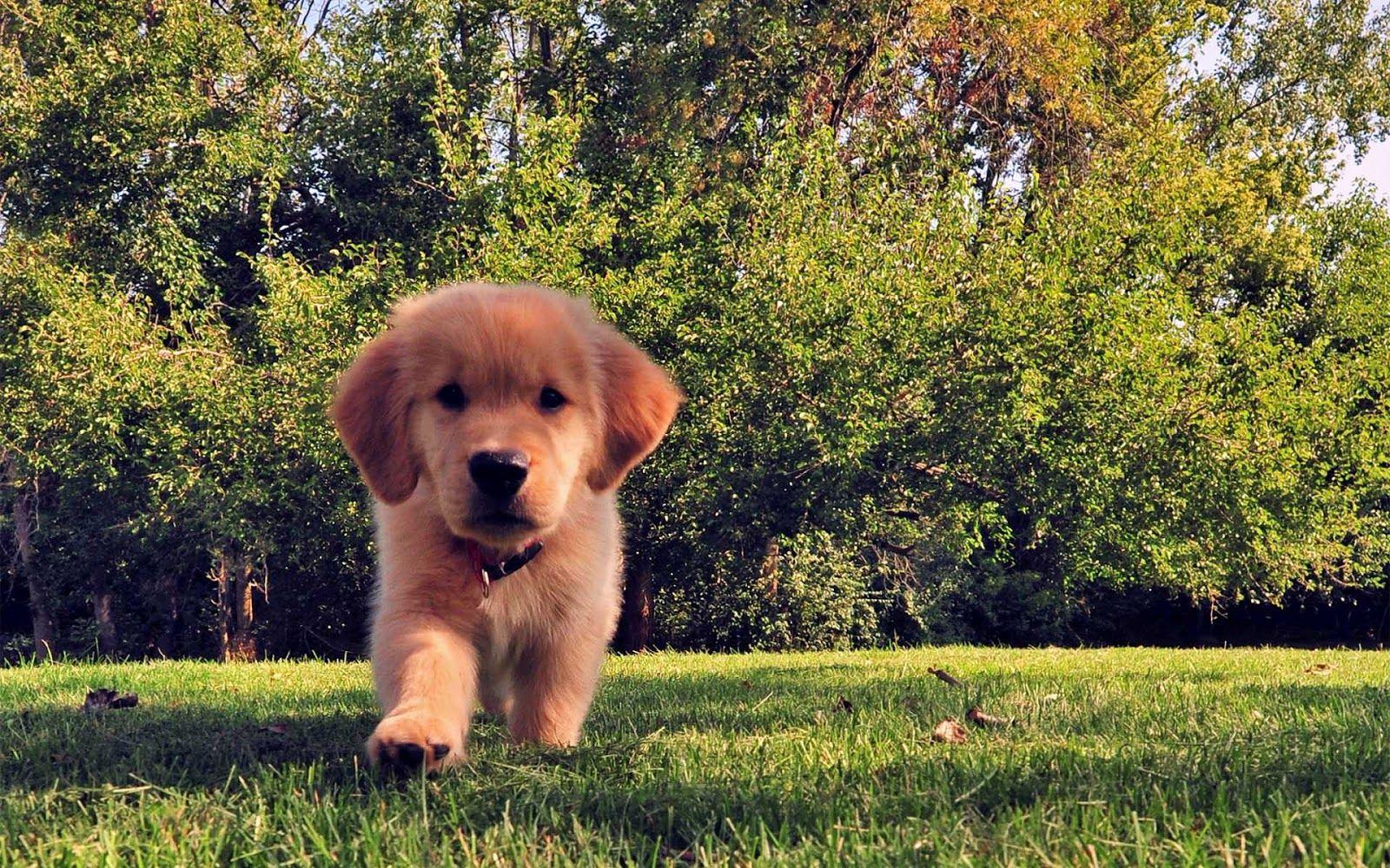 1600x1000 Wallpaper of a dog on the grass. HD Animals Wallpaper