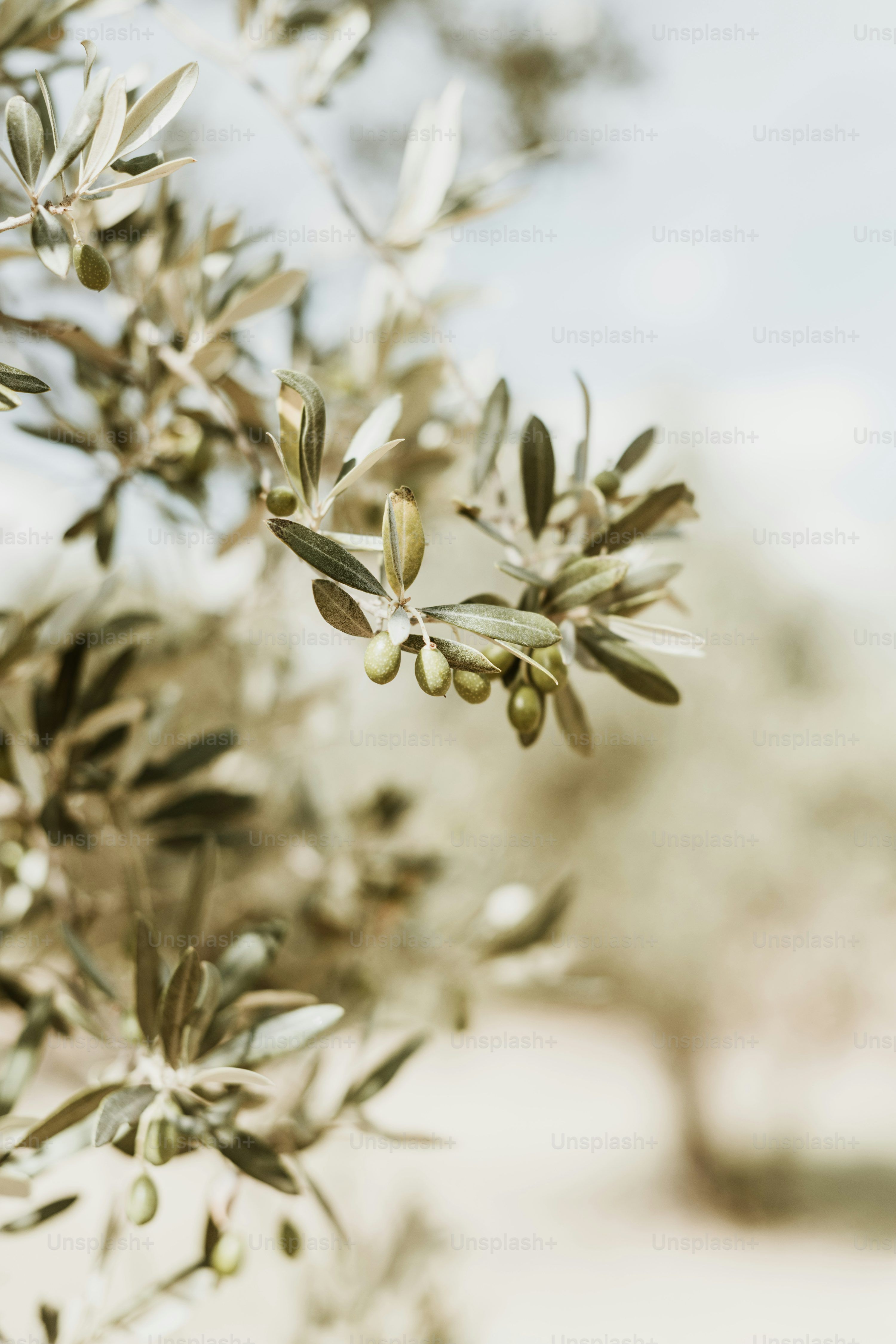 3000x4500 Olive Garden Picture. Download Free Image