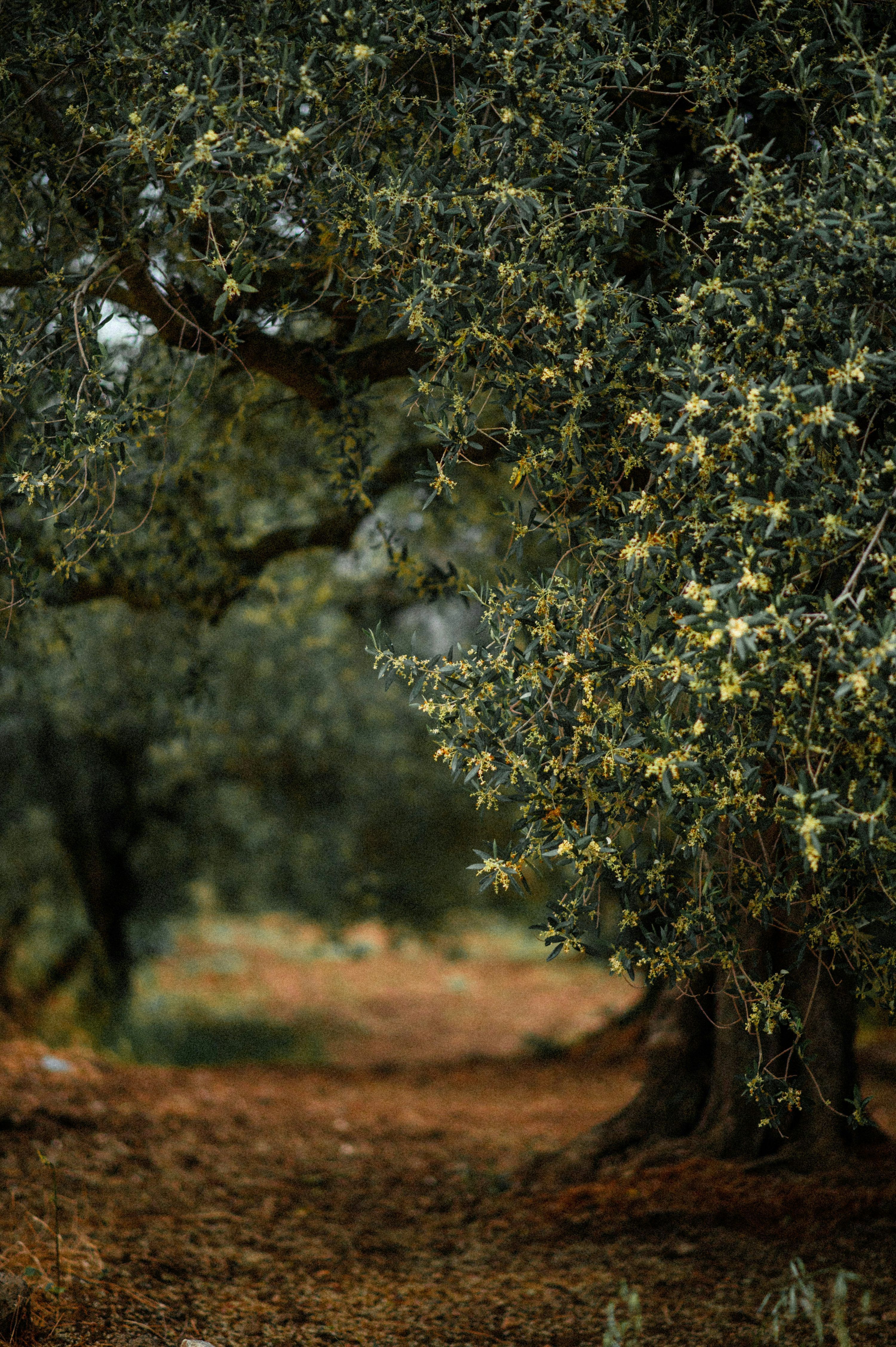 3000x4509 Olive Garden Picture. Download Free Image