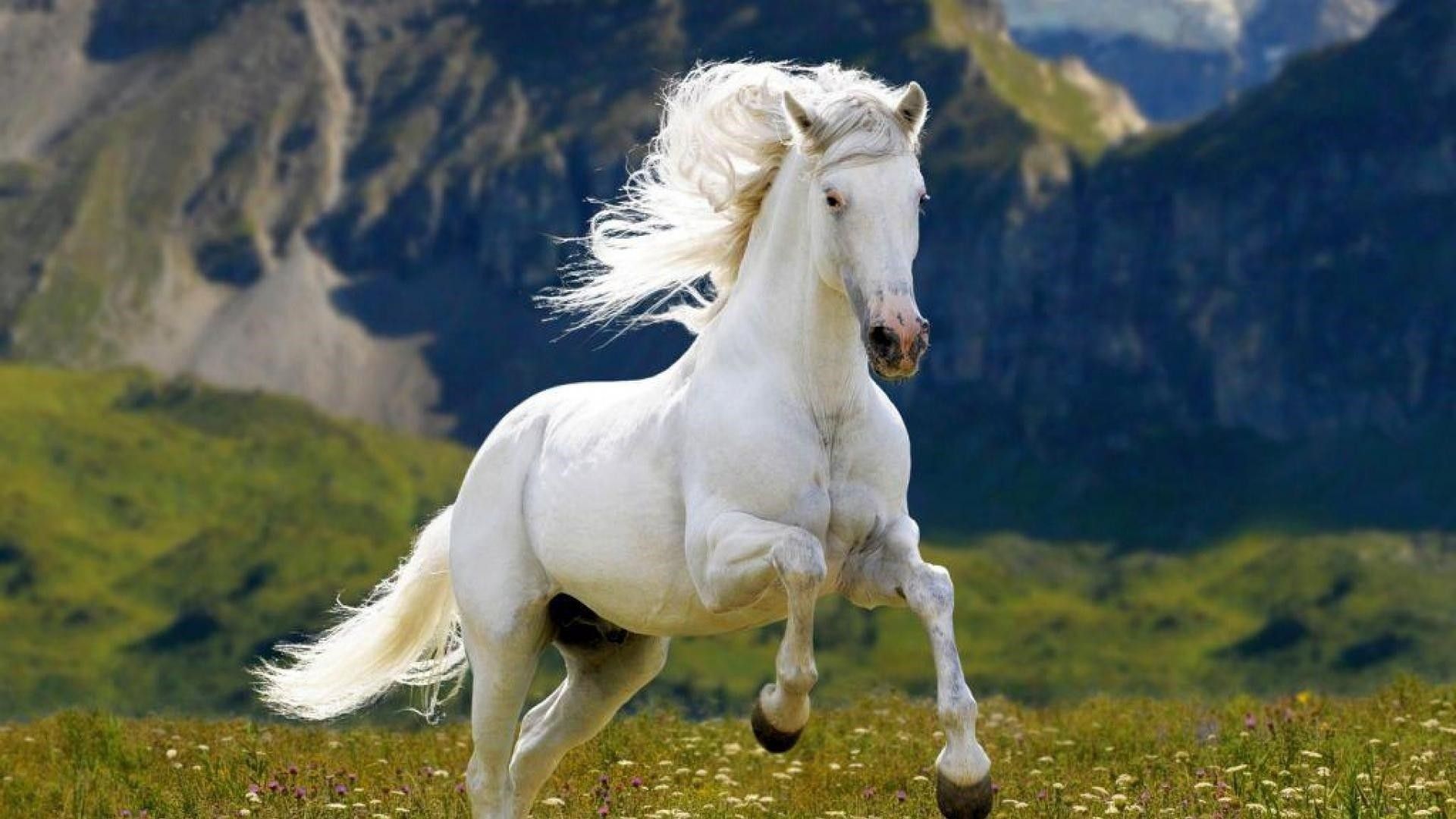 1920x1080 Wallpaper Horse