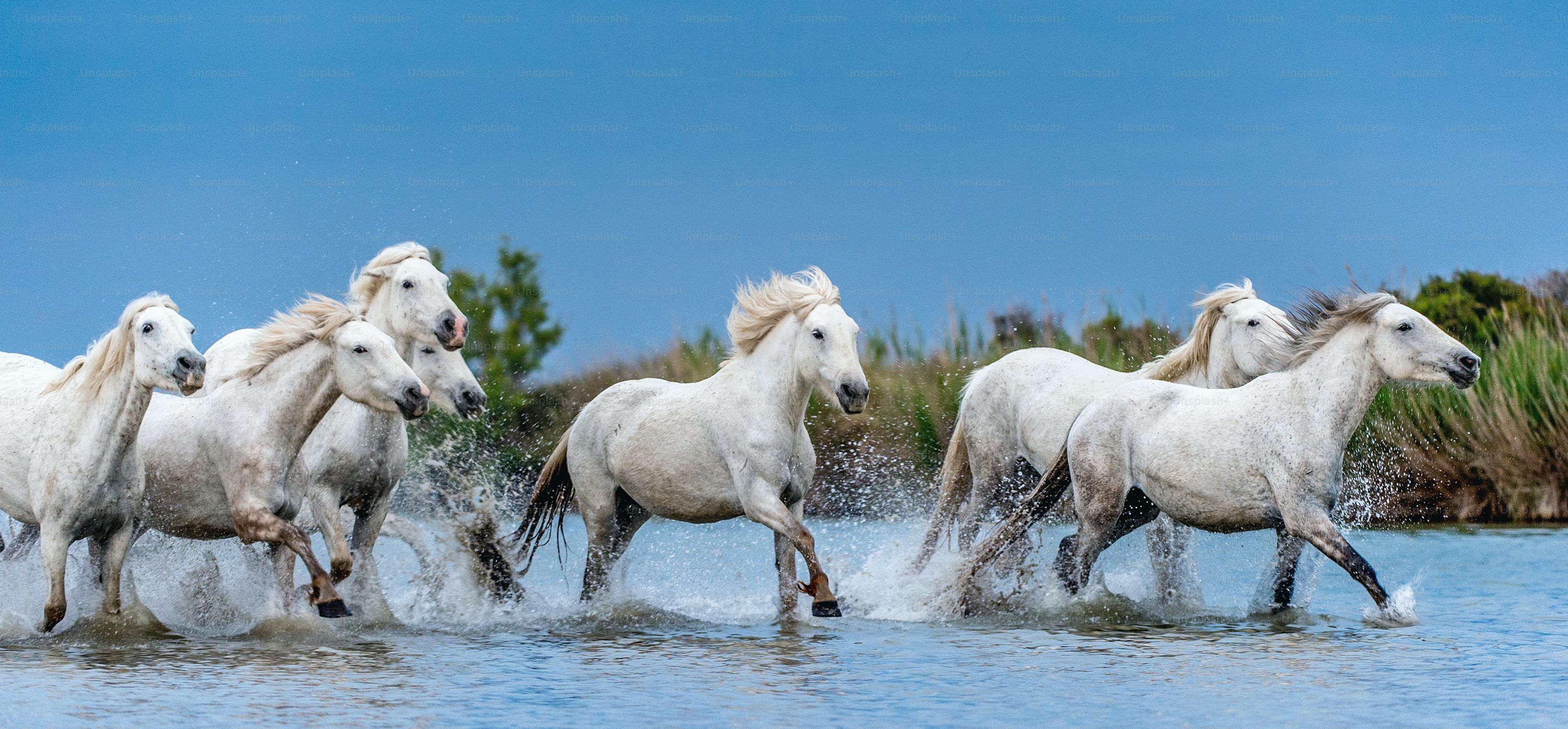 3000x1395 White Horse Picture. Download Free Image