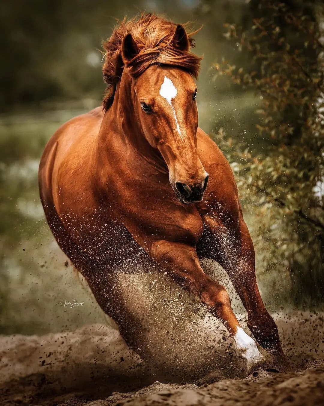 1080x1350 Running Horse iPhone Wallpaper