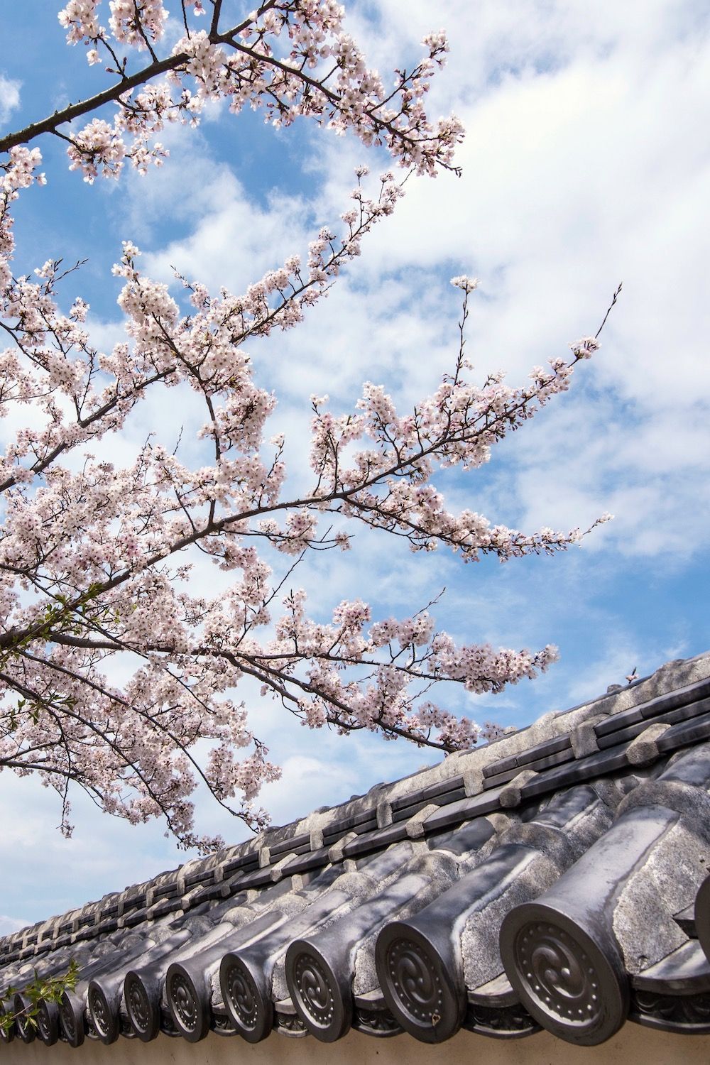 1000x1500 Picture of Shikoku That Will Make You Want to Visit