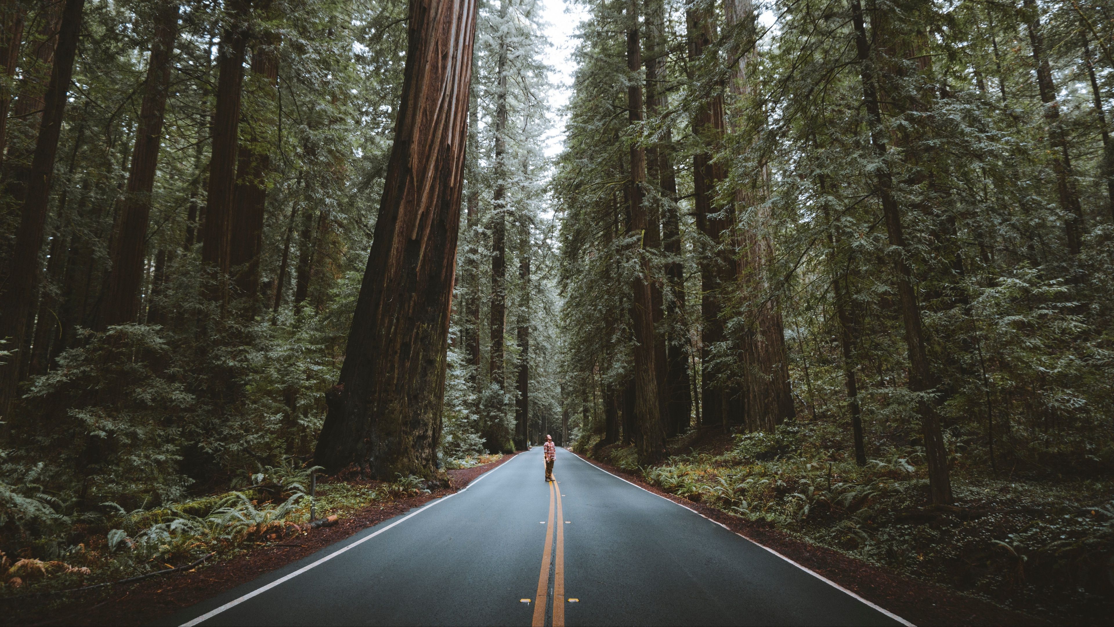 3840x2160 Wallpaper USA, forest, road, trees, nature, California, landscapes, street for mobile and desktop, section пейзажи, resolution 3840x2160