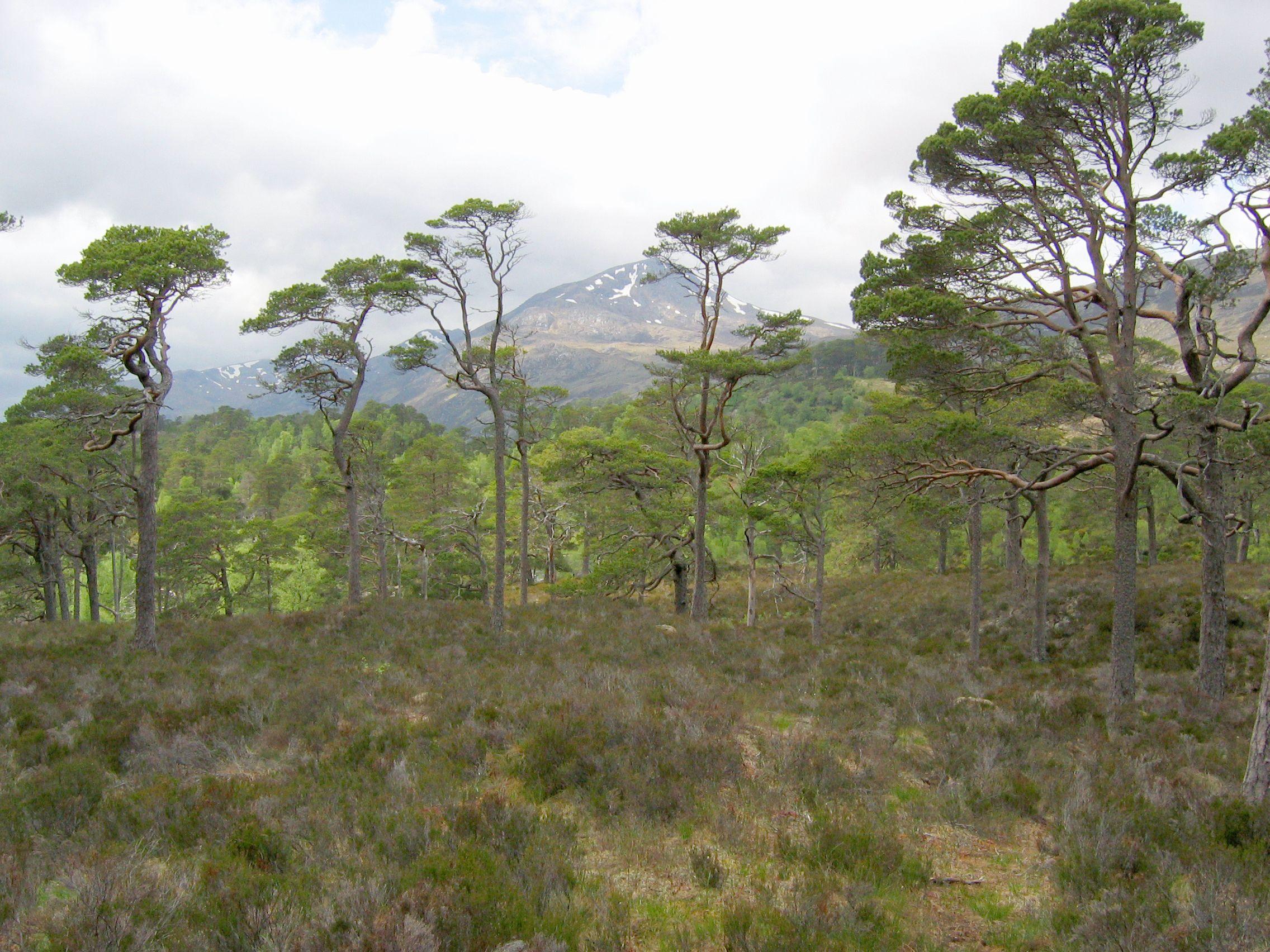 2272x1704 Pinus sylvestris Glen