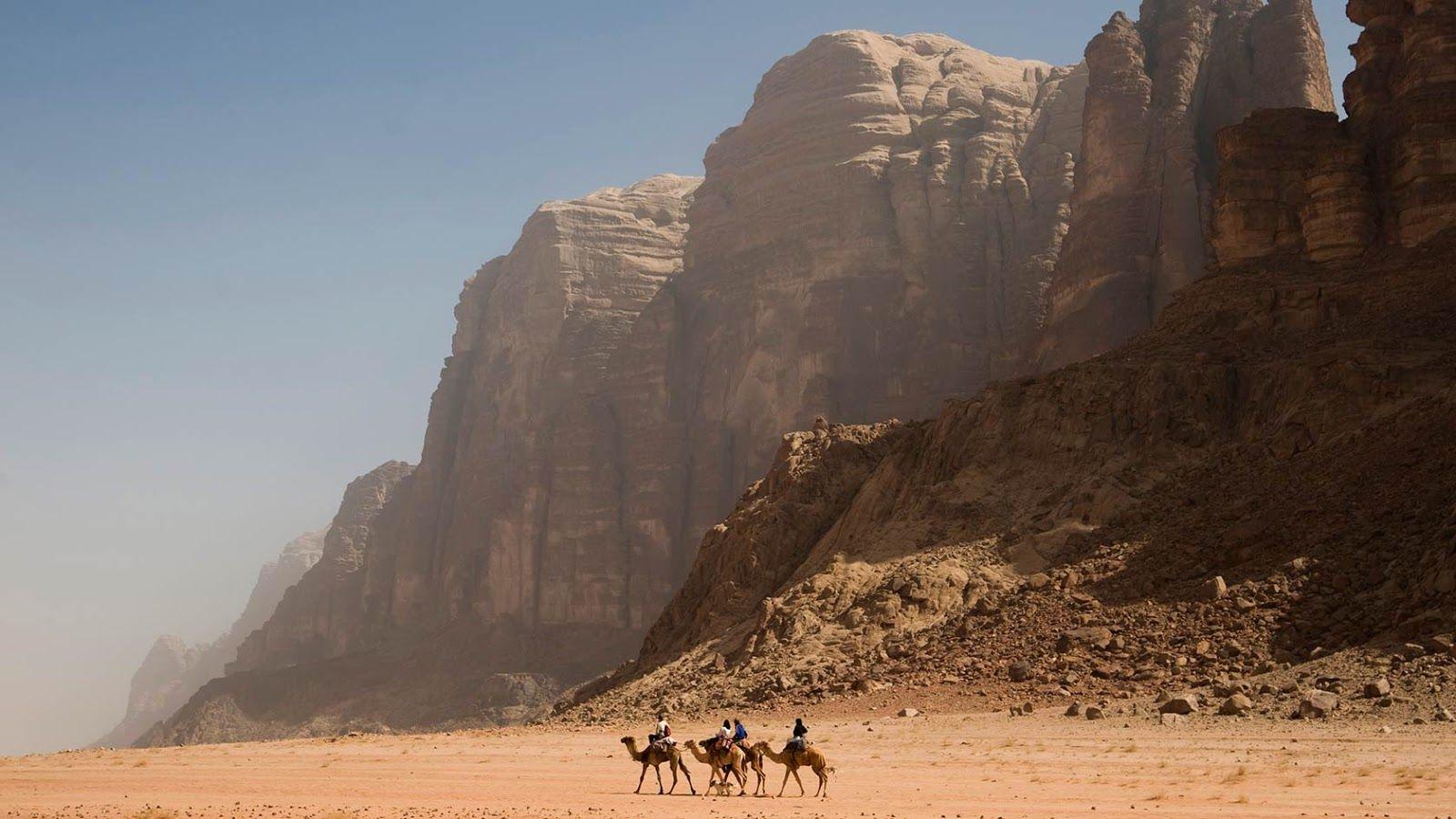 1600x900 Camels in Wadi Rum Wallpaper