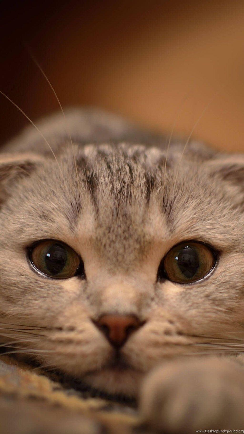 1024x1820 Cute Cat Wallpaper For iPhone 6 Plus HD Wallpaper Cats