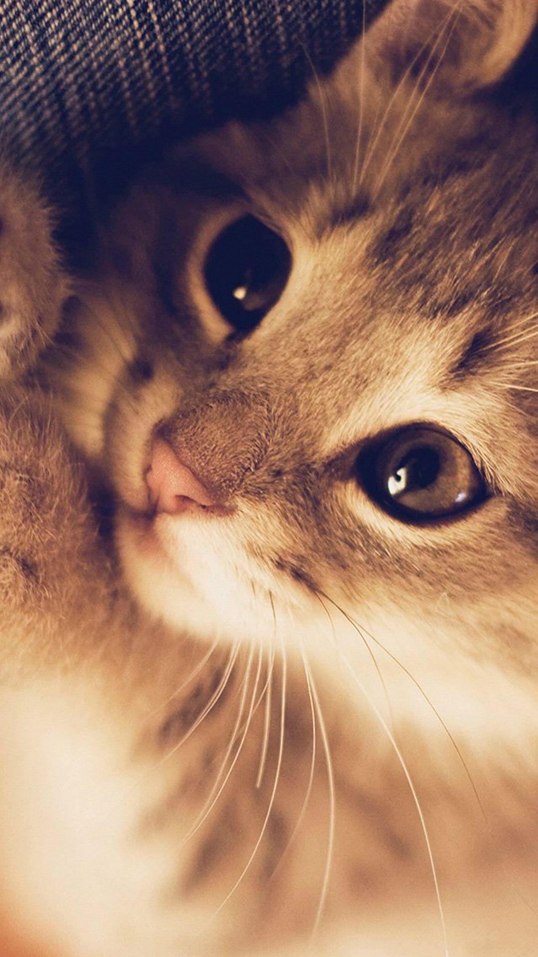 1080x1920 Free download Cute Cat Kitten Nature Animal iPhone 6 Wallpaper