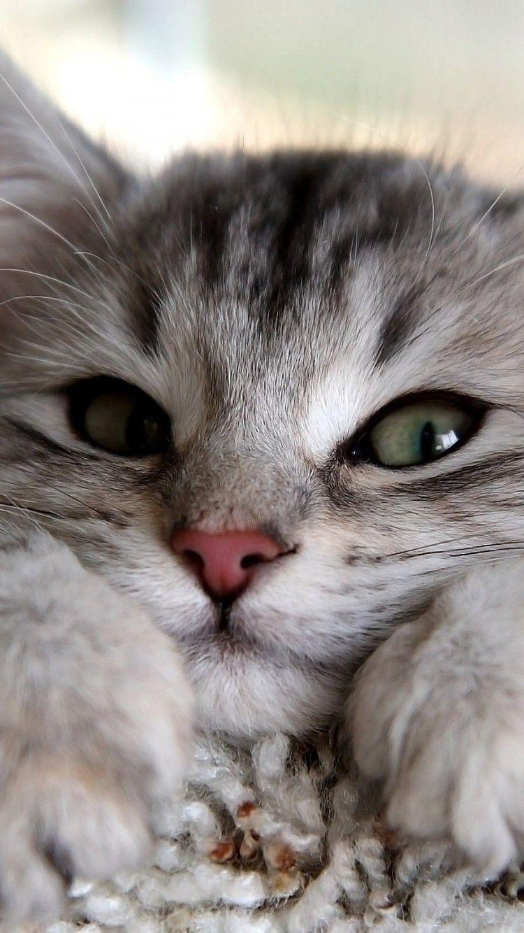 750x1334 Cute White And Black Tiny Cat Cat Wallpaper HD For iPhone