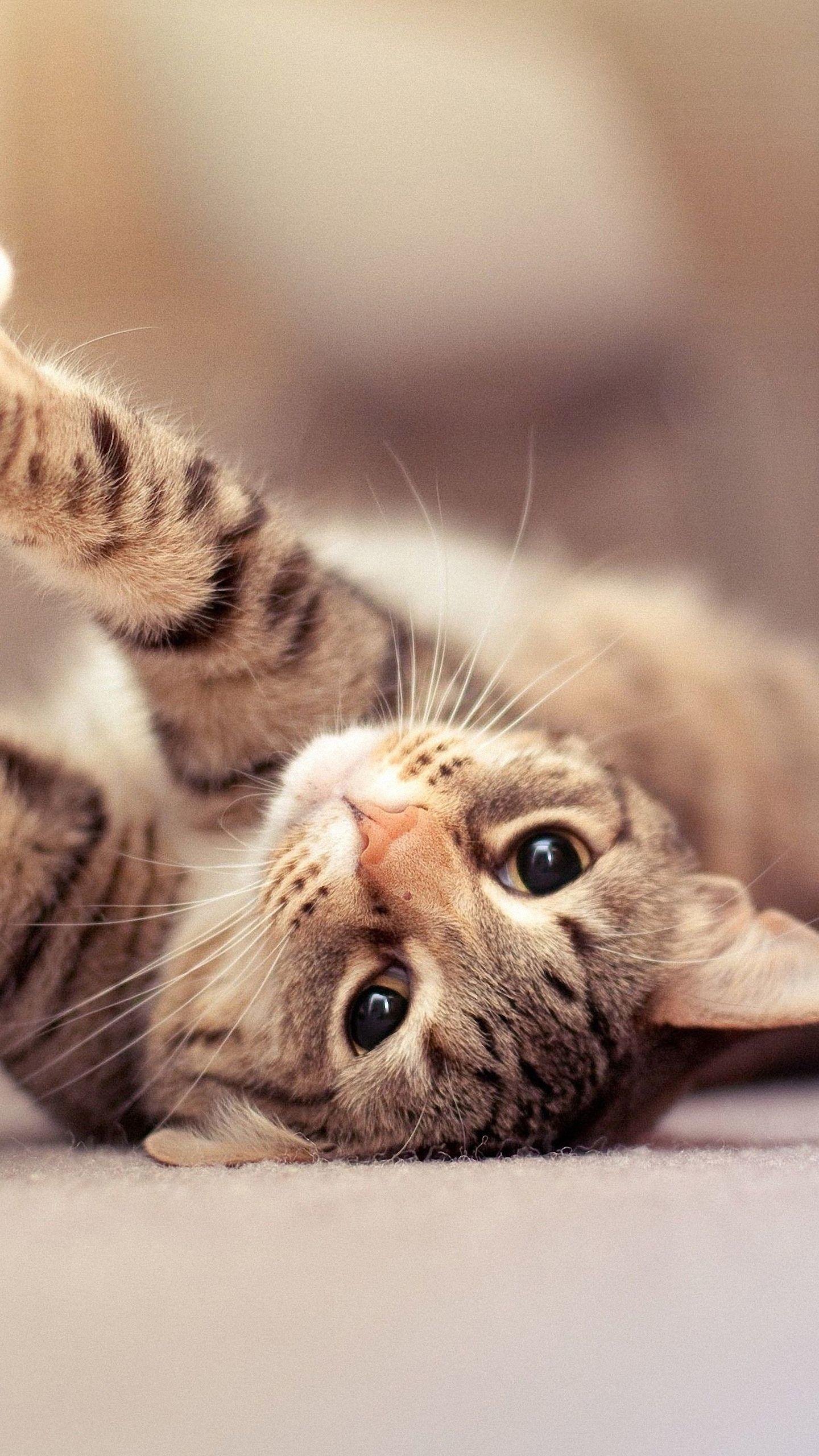 1440x2560 Cute Cat iPhone Wallpaper
