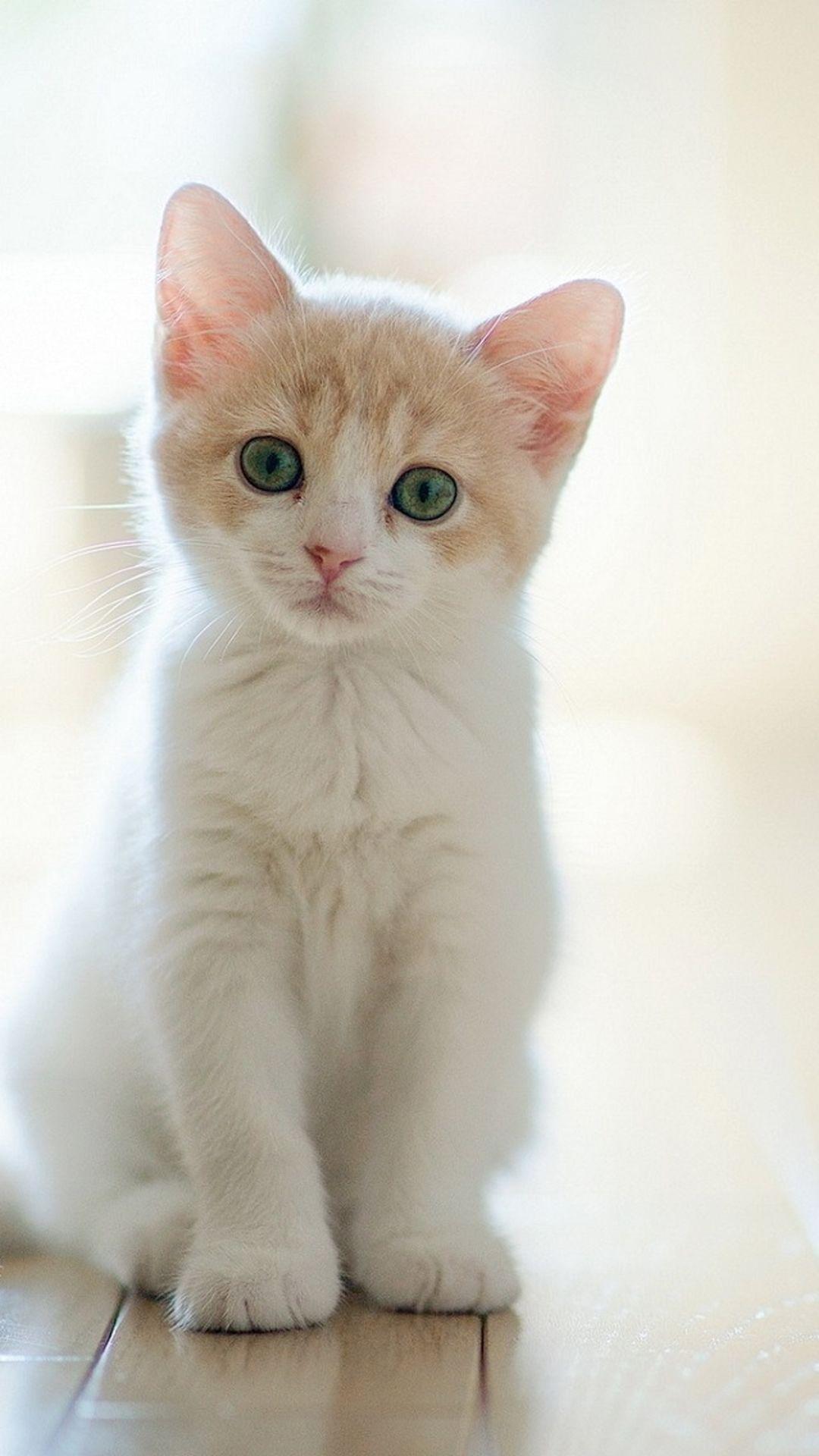 1080x1920 Cute iPhone Wallpaper HD Wallpaper Of Cats, Download