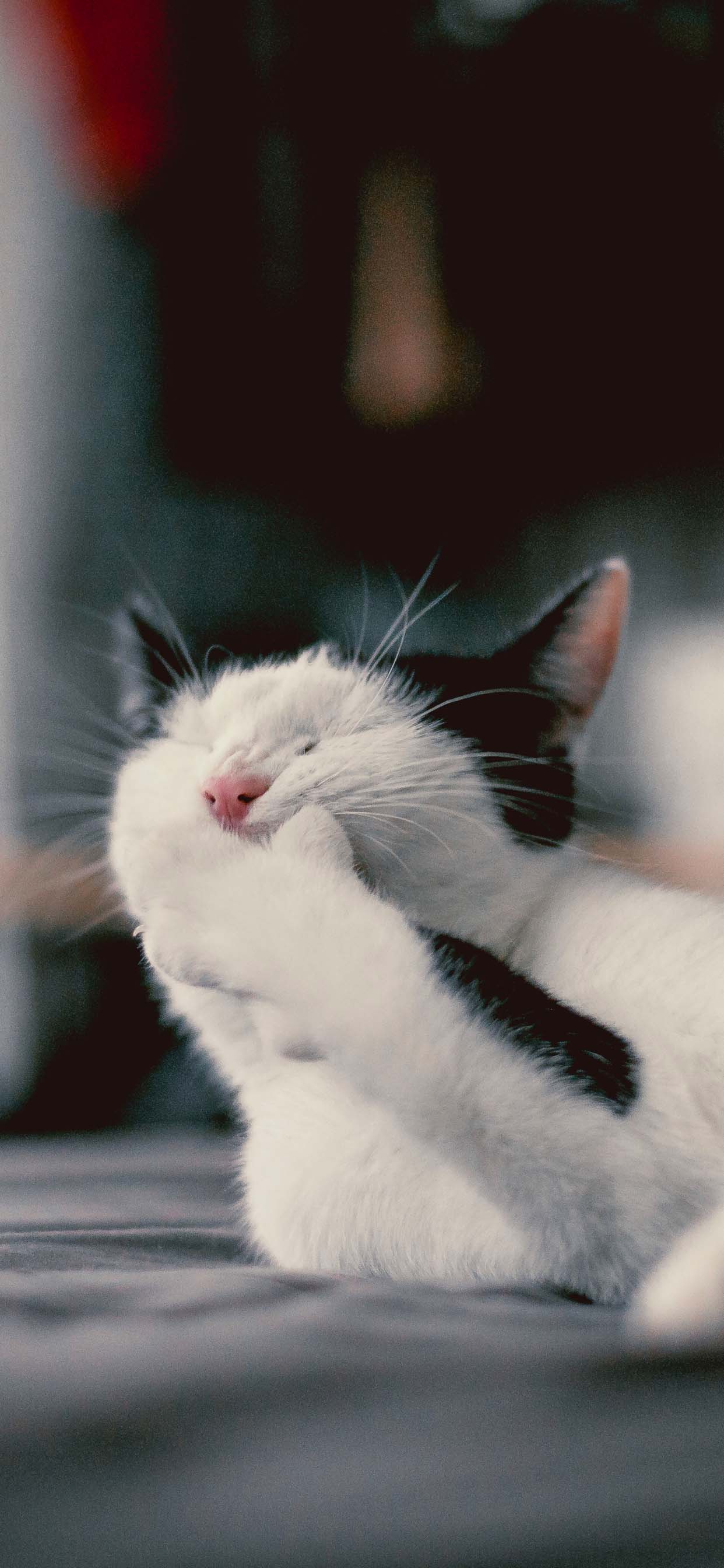 Funny Cat iPhone Wallpapers - Top Free Funny Cat iPhone