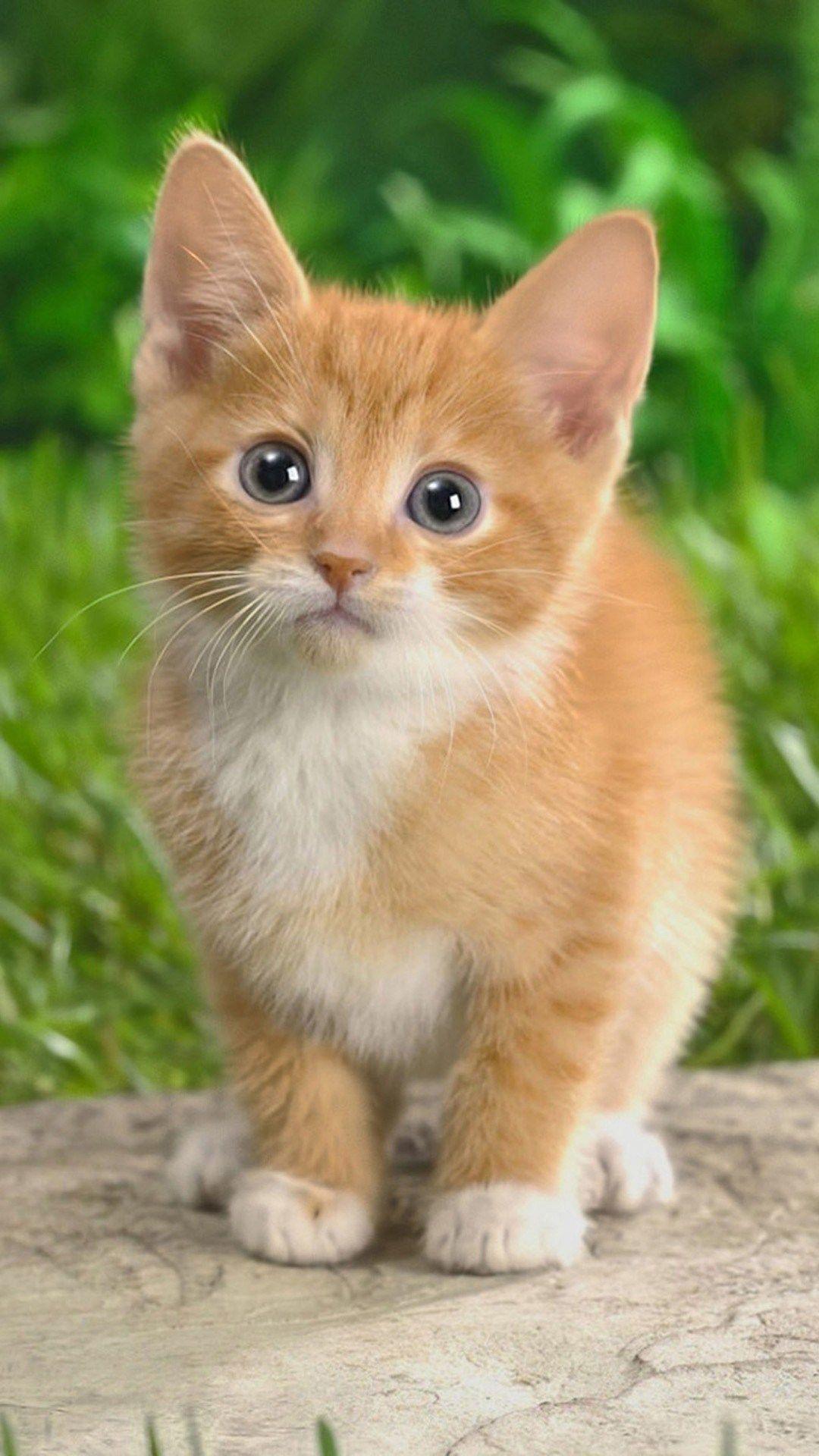 1080x1920 Cute Cat Wallpaper iPhone .itl.cat