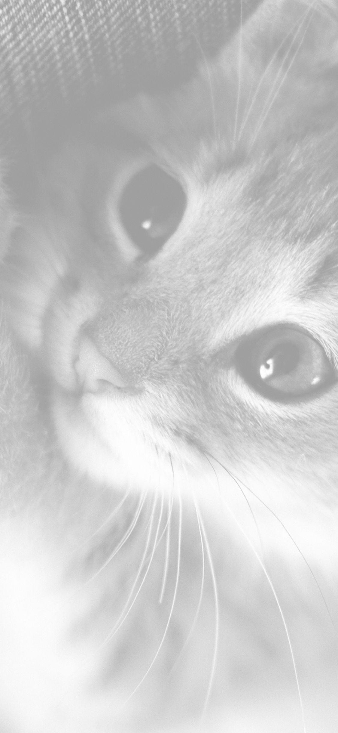 1125x2436 Cute Cat Kitten Nature Animal White Wallpaper