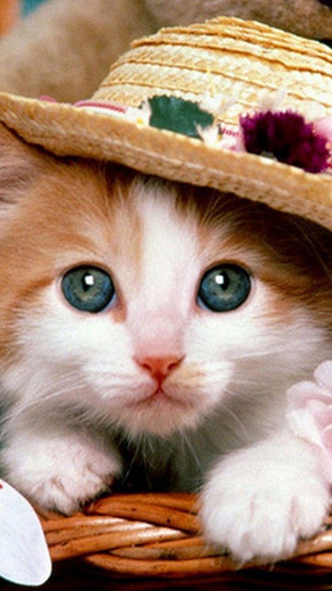 1080x1920 Cute Cat Hat Wallpaper For iPhone 3D iPhone Wallpaper
