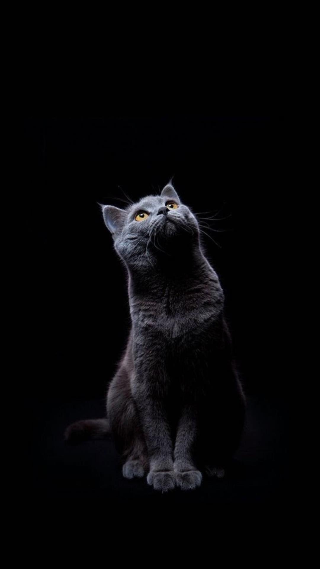 1081x1920 Cute Cat iPhone Wallpaper