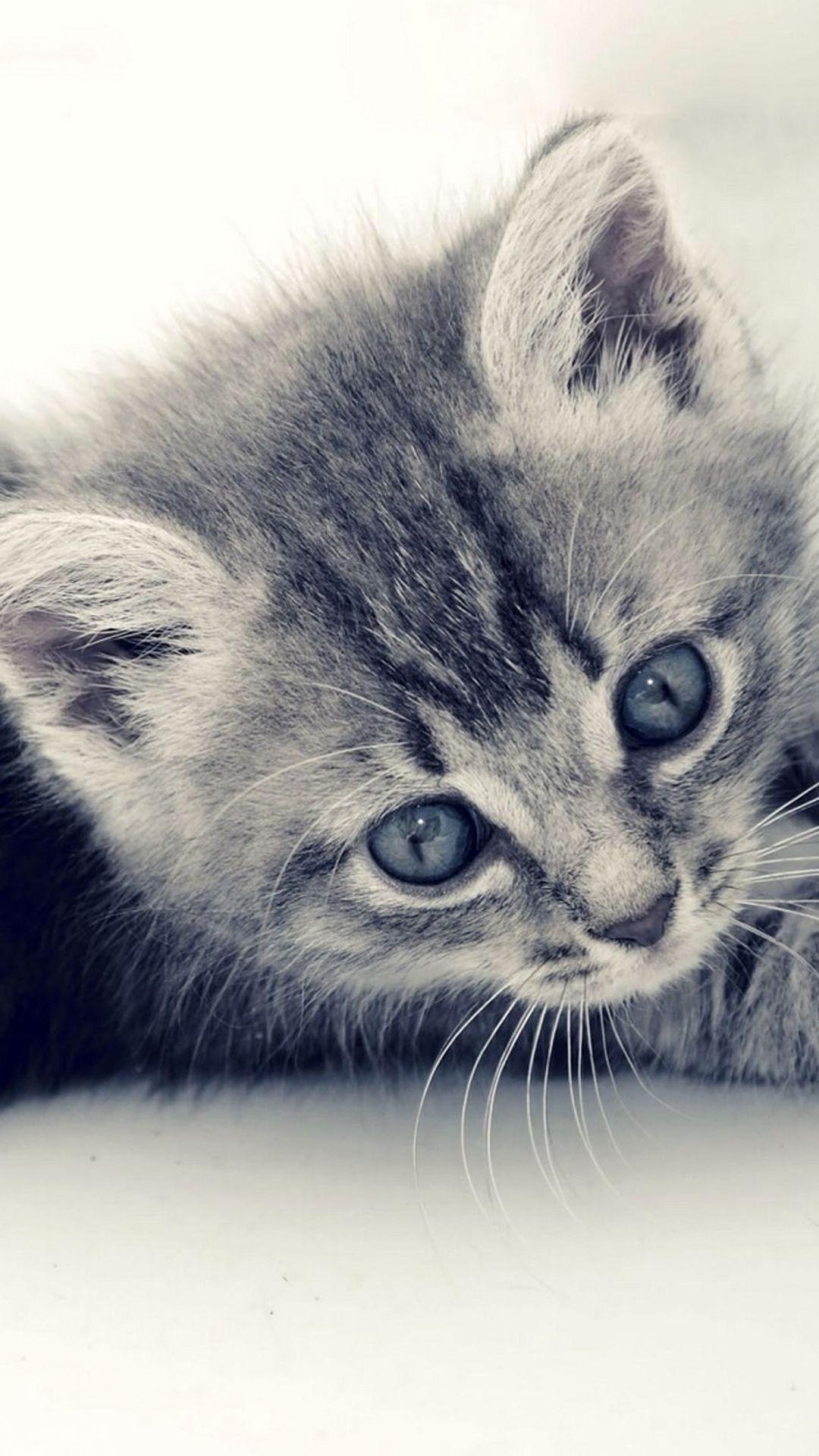 1080x1920 AMAZING ANIMAL IPHONE WALLPAPER FREE TO DOWNLOAD