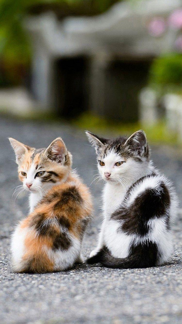 750x1334 Cute Cats HD Wallpaper for iPhone 6s