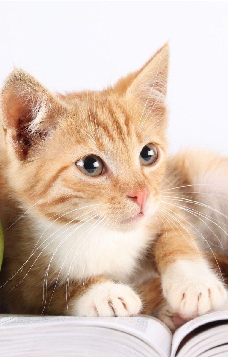 768x1200 Cutie Cat iphone 6 wallpaper. iPhone 6 Wallpaper