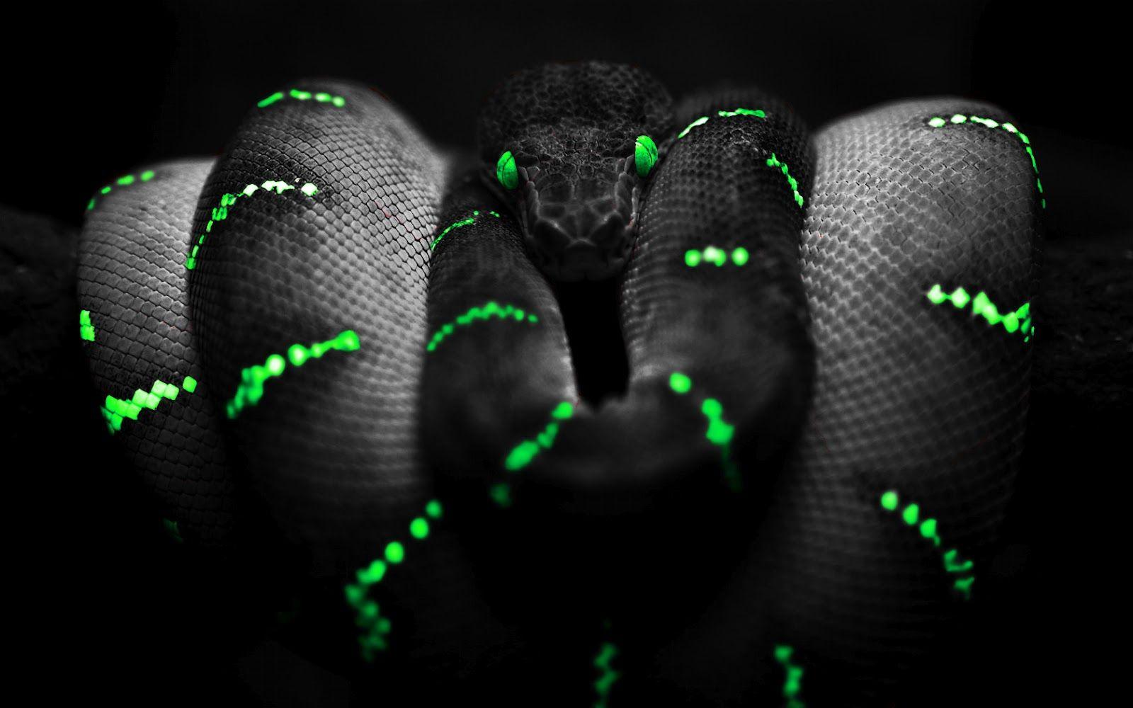 Neon Snake Wallpapers - Top Free Neon Snake Backgrounds - WallpaperAccess