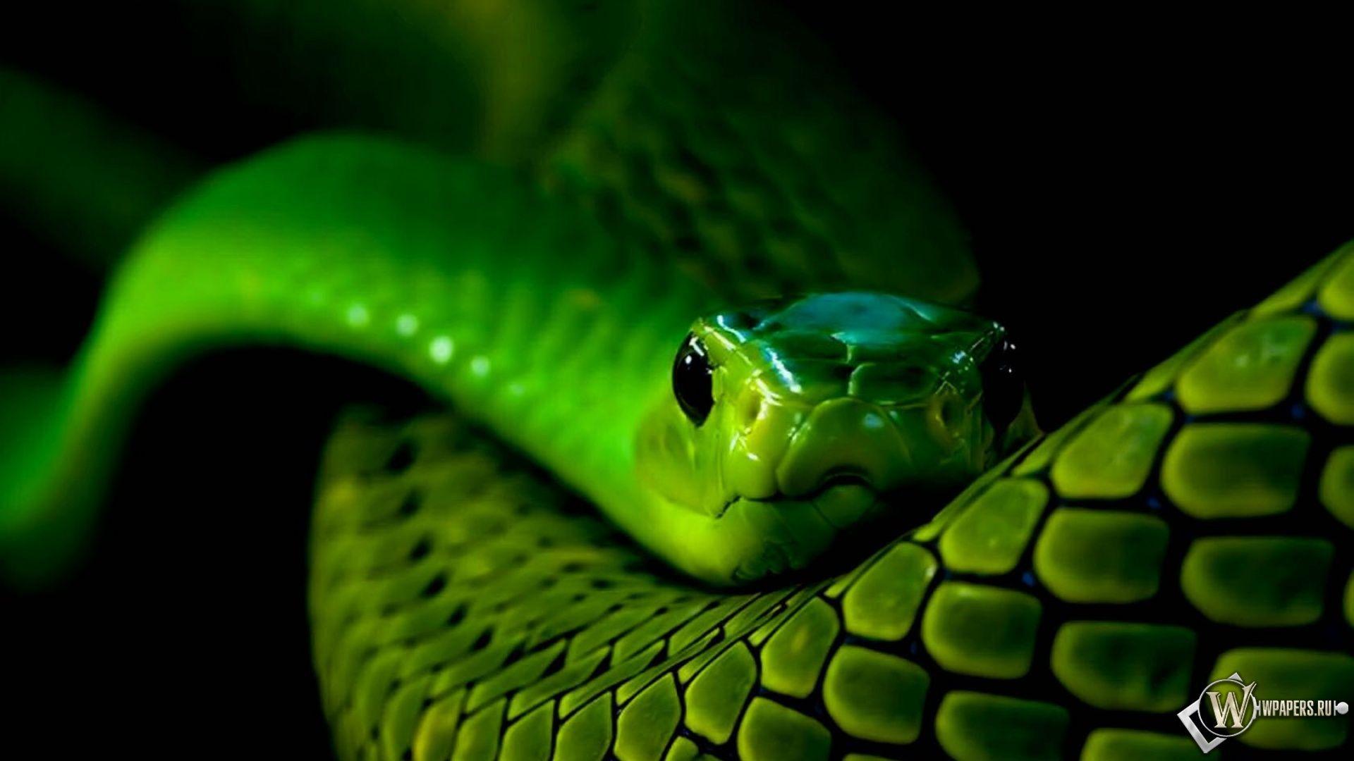 Зеленая змейка. Смарагдовый полоз. Смарагдовый полоз зеленый. Голубая куфия гадюка. Зеленая мамба (Африканский изумрудный гигант).
