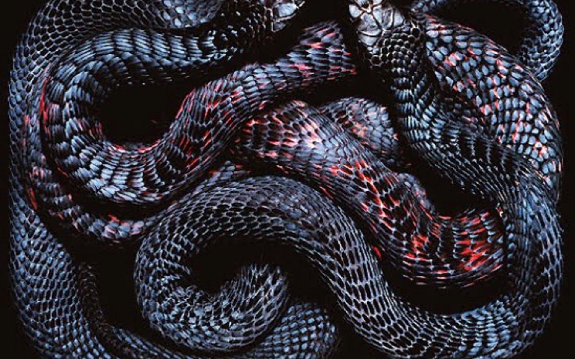 Neon Snake Wallpapers - Top Free Neon Snake Backgrounds - WallpaperAccess