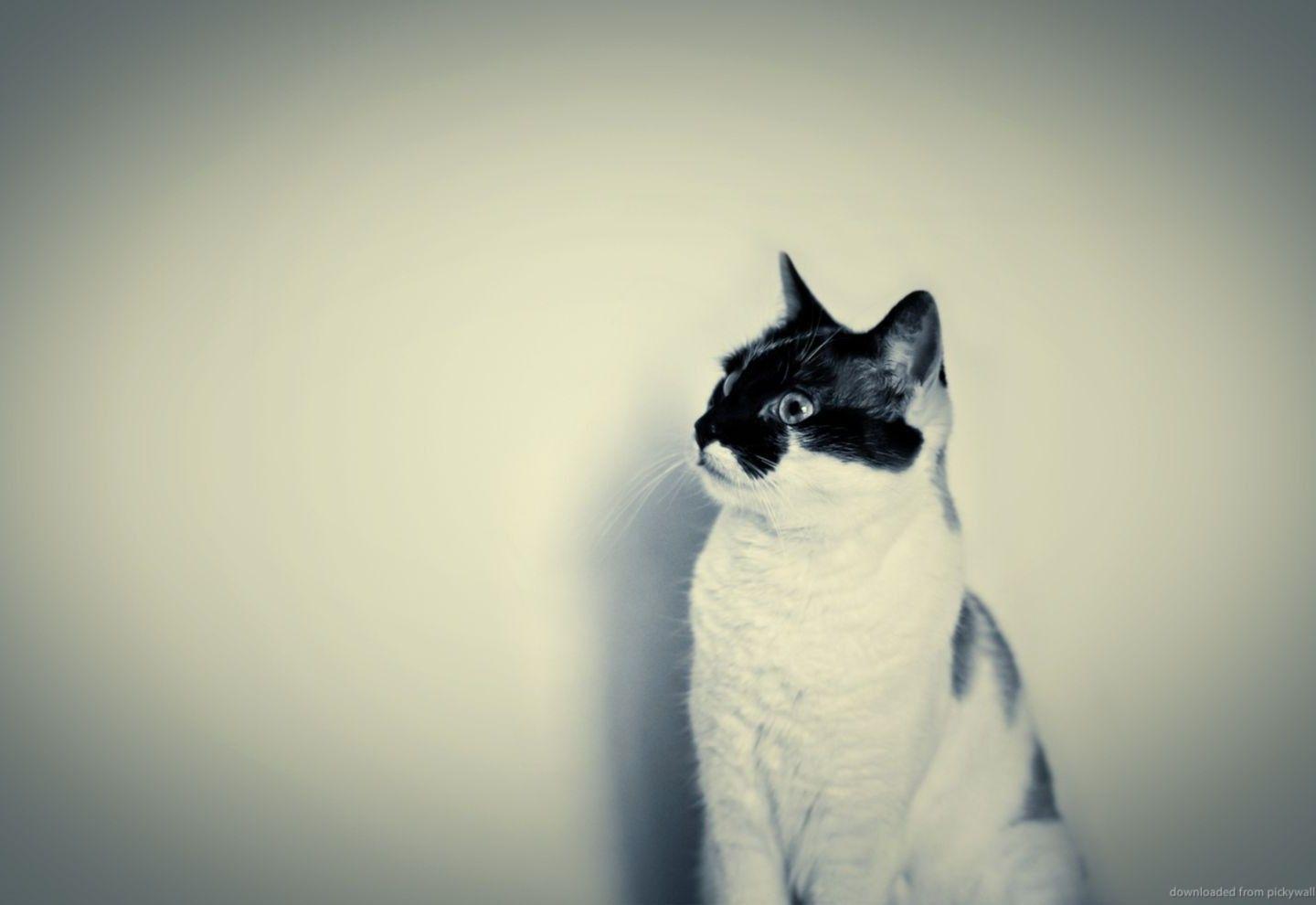 1440x990 Cat Cute Hipster Desktop Wallpaper: Desktop HD Wallpaper