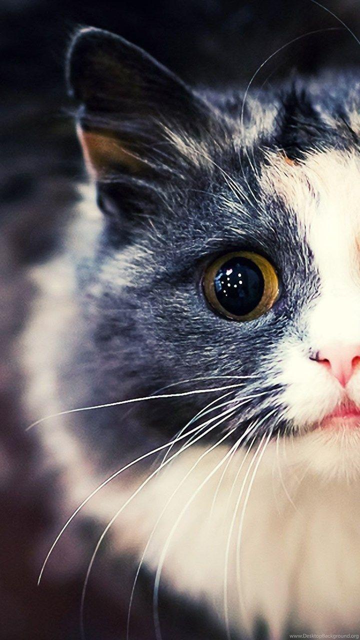 720x1280 Cat Wallpaper Tumblr iPhone, Download Wallpaper on Jakpost