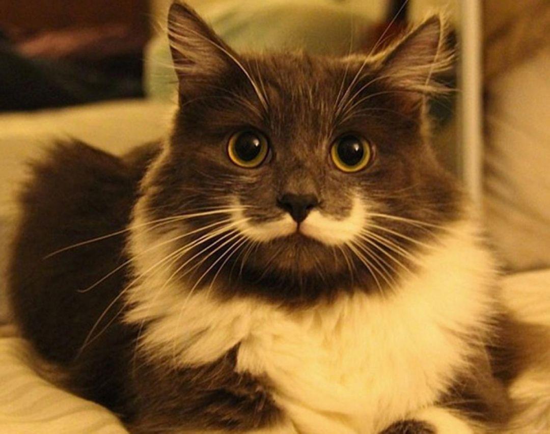 1080x852 Hipster Cat, iPhone, Desktop HD Background