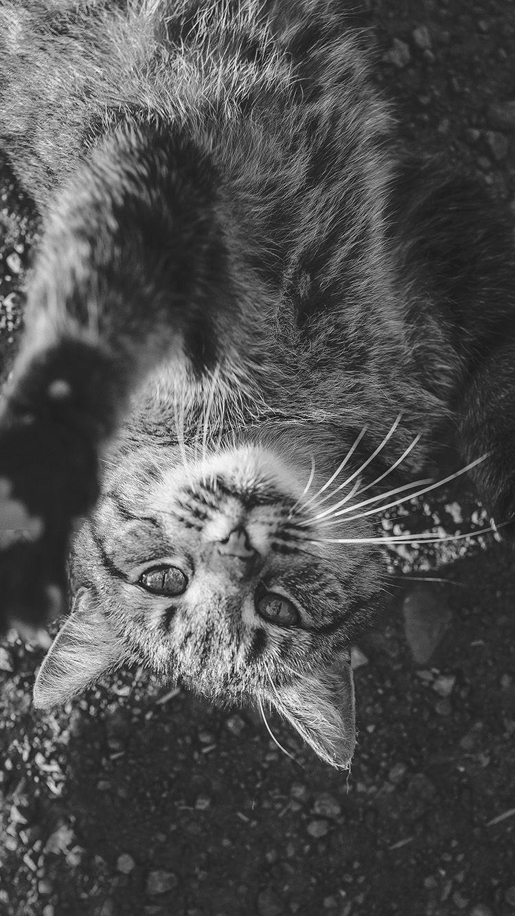 750x1334 Cat Cute Dark Lying Animal Nature