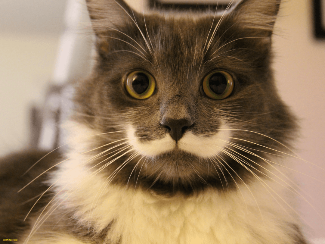1080x810 Hipster Cat, iPhone, Desktop HD Background