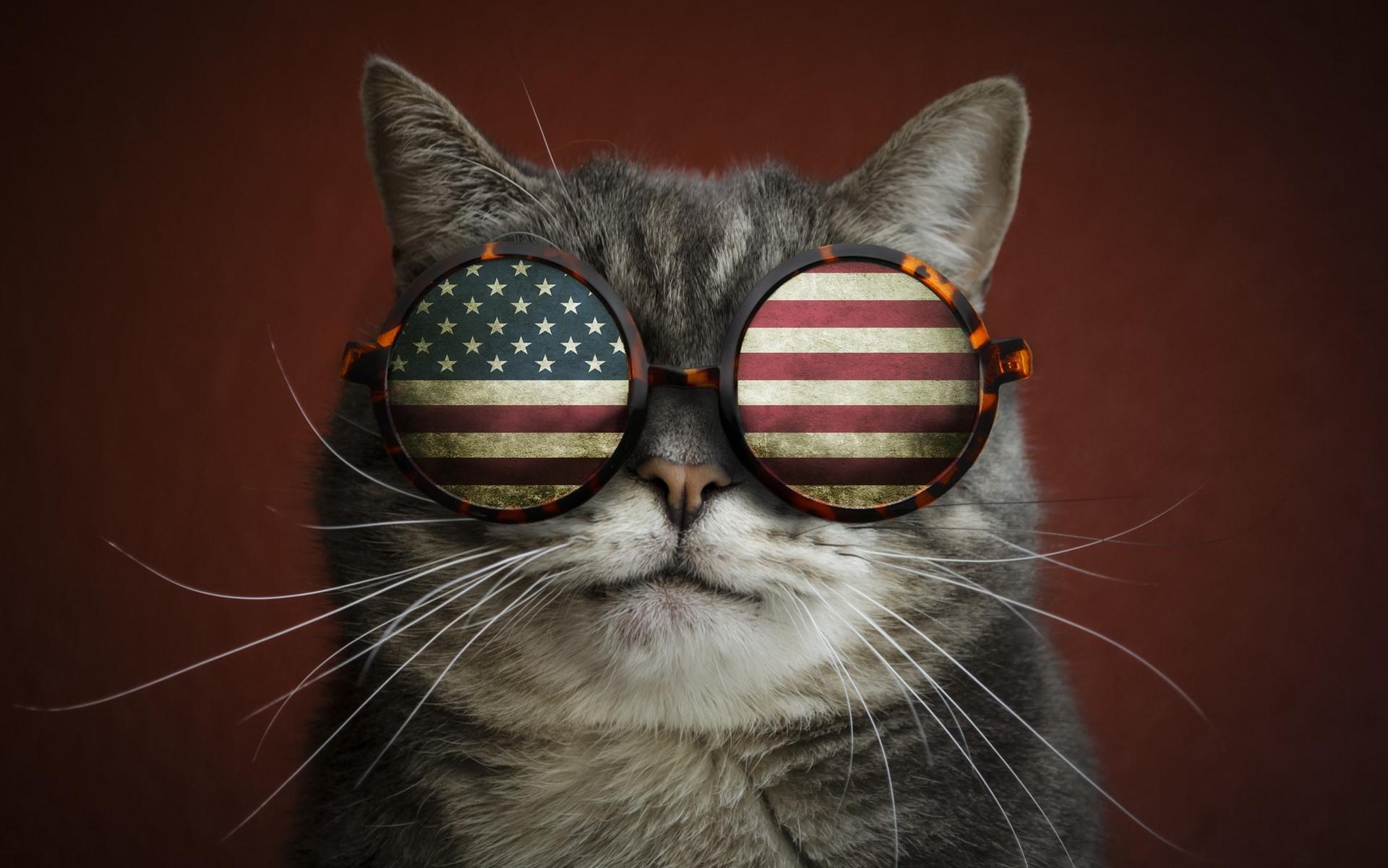 1920x1200 Download This Wallpaper Cats With Moon Glasses, HD
