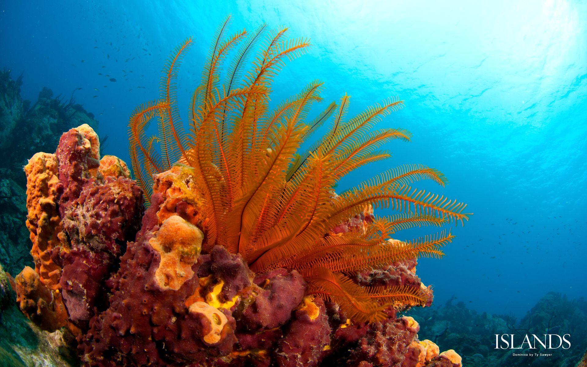 1920x1200 World's Best Snorkeling and Scuba Diving Desktop Wallpaper