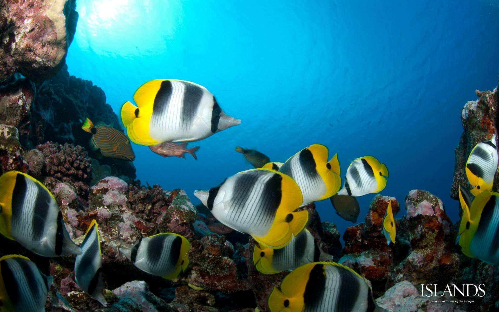 1920x1200 World's Best Snorkeling and Scuba Diving Desktop Wallpaper